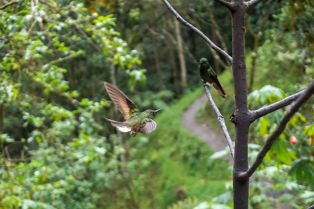 Copy of Hummingbirds at la Acaime