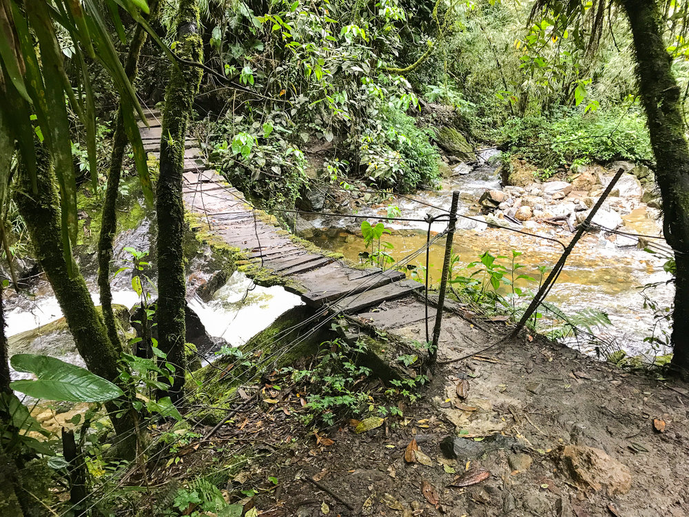 Bridge Cocora valley trek.jpg