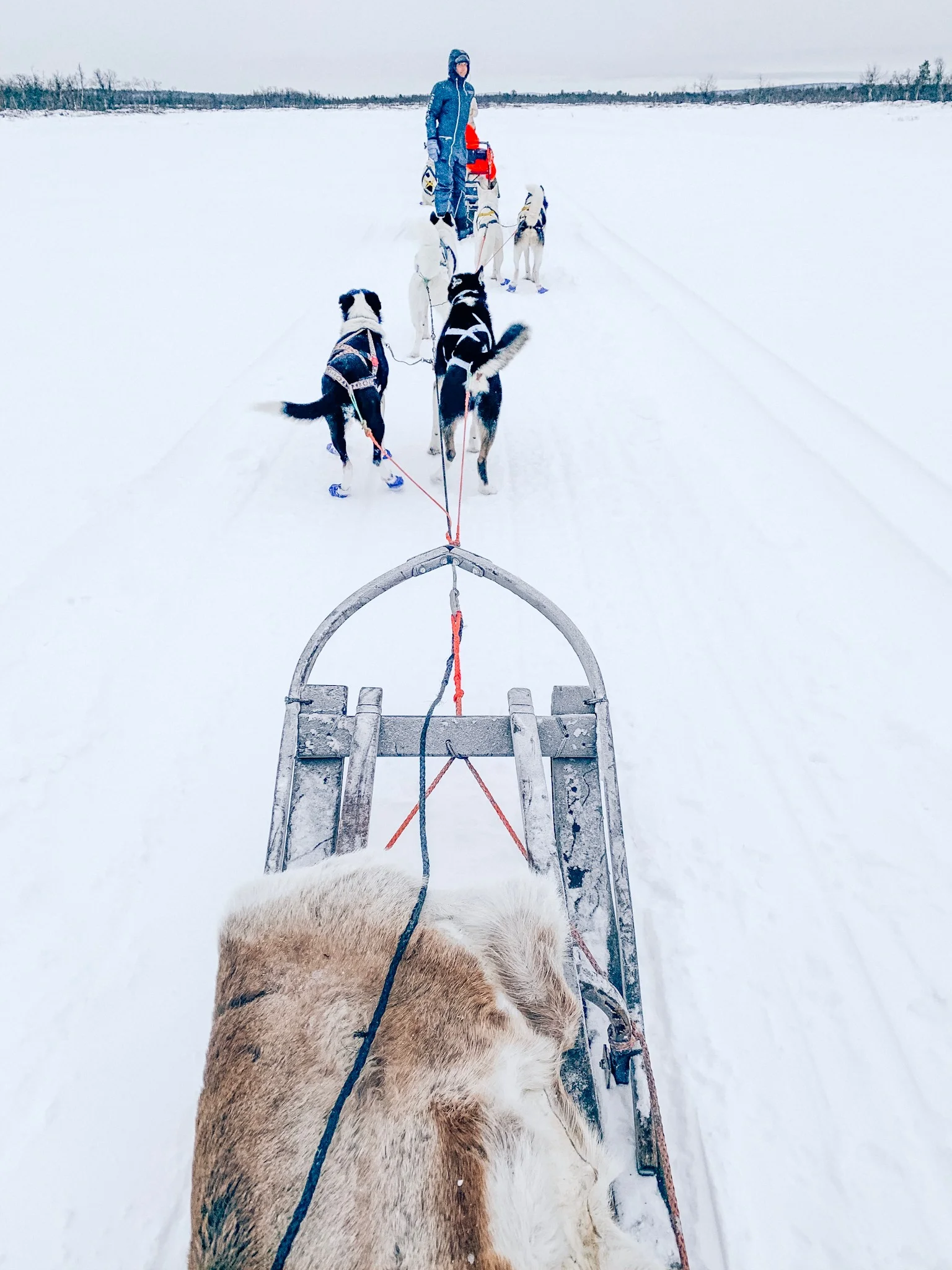 husky-safari-kiruna-husky-5.jpg