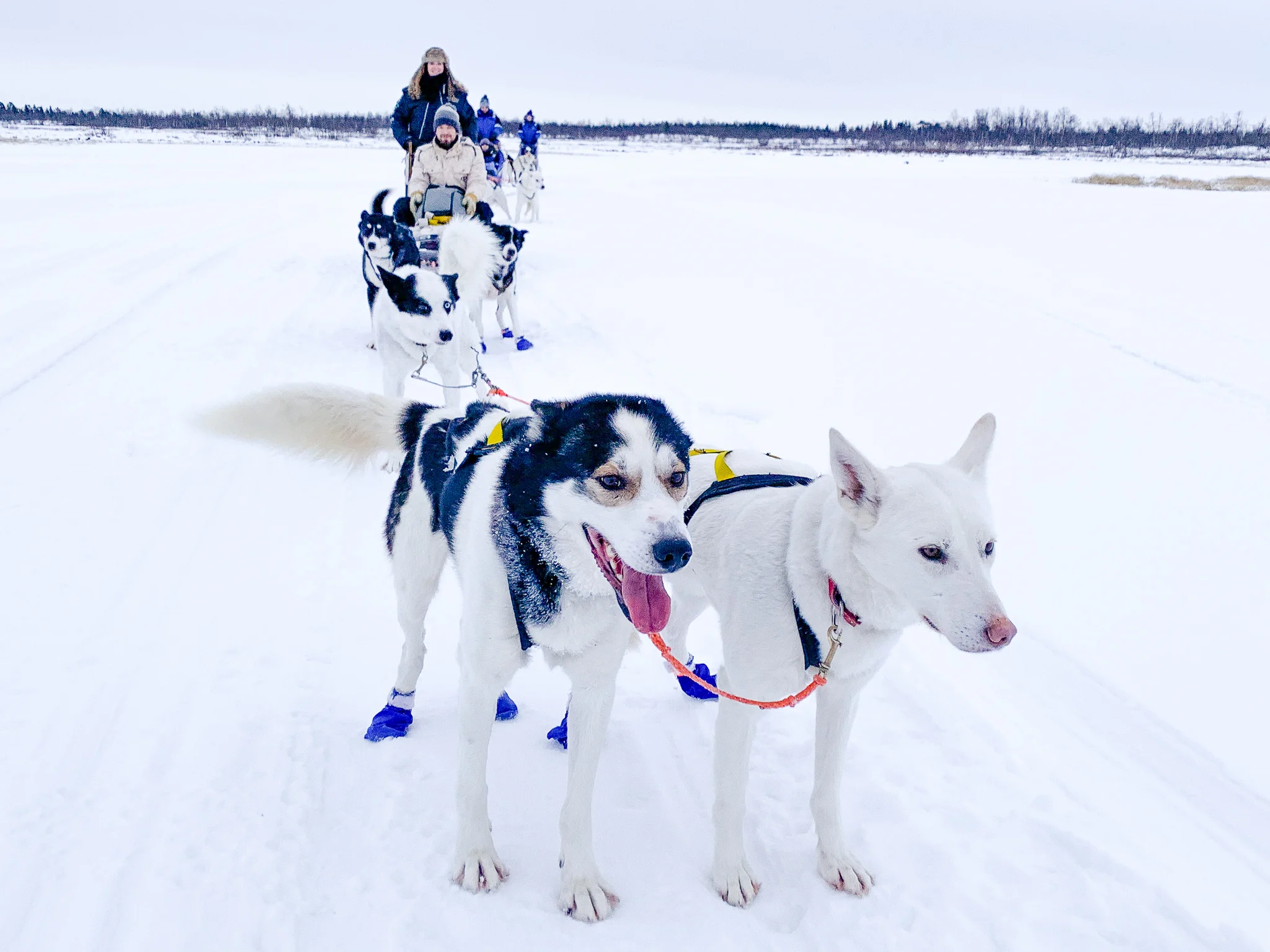 husky-safari-kiruna-husky-3.jpg