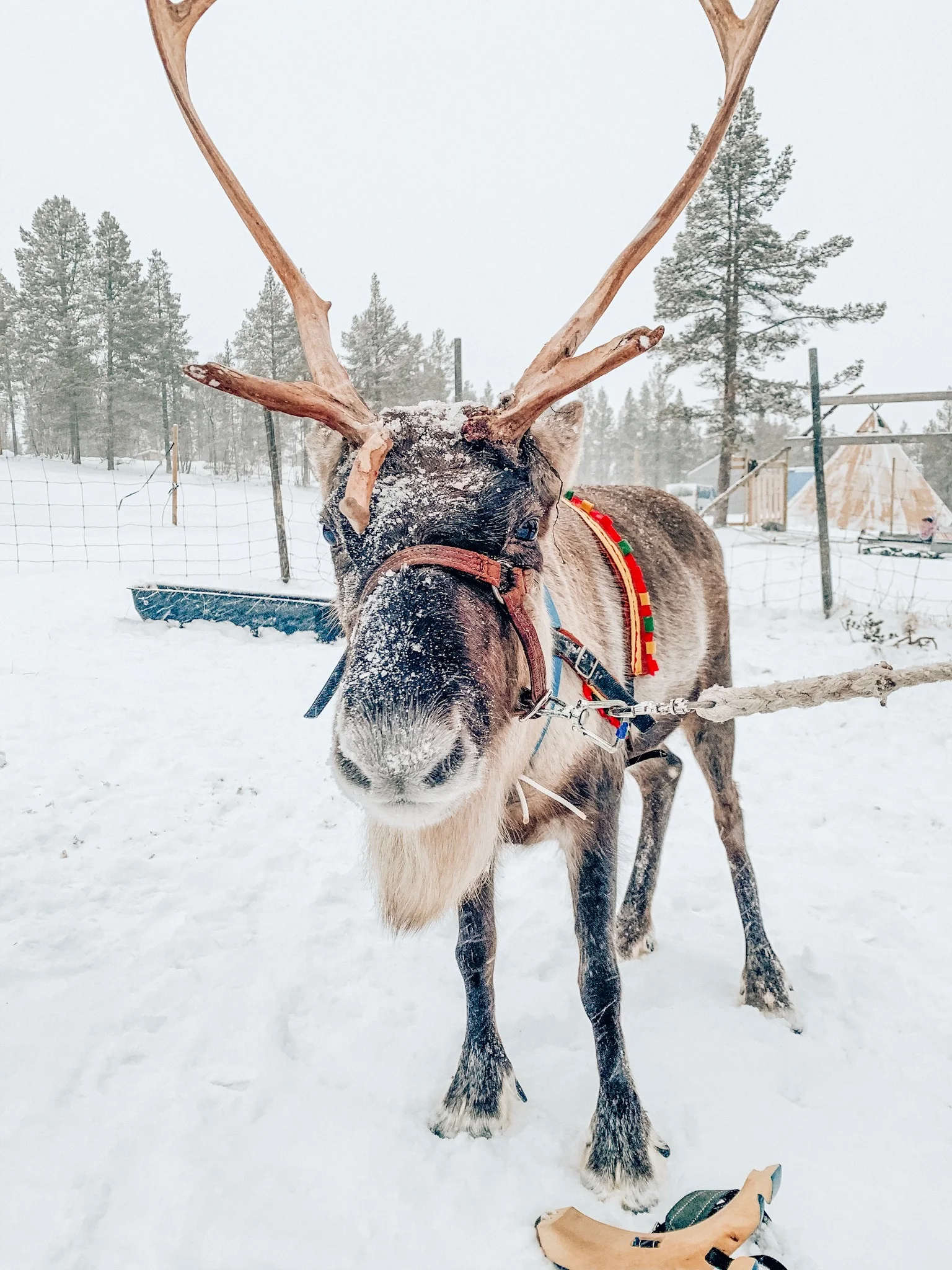 reindeer-kiruna-lapland.jpg