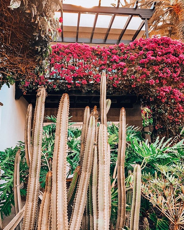 Who else love those flowers as much as I do 😍🌺
.
.
.
.
.
. 
#granCanaria #canaryislands #top_canarias #top_canarias #total_islands #canariasviva #loves_canarias #canariaslifestyle
#sheislost #iamtb #wearetravelgirls #letsgoeverywhere #girlsdreamtra