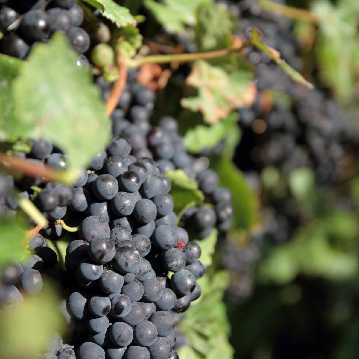 2019 Ward Harvest 1180.JPG