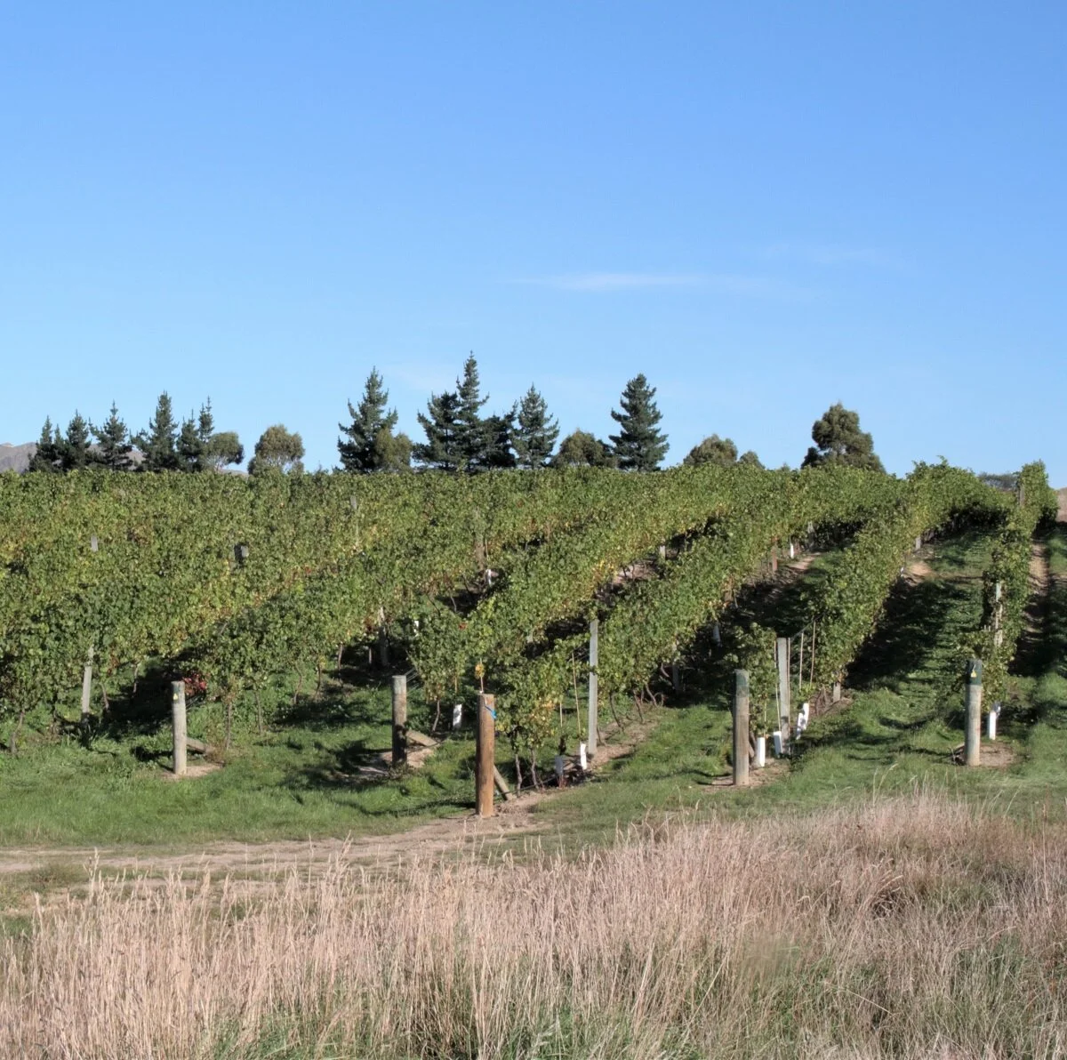 2019 Ward Harvest 1190.JPG