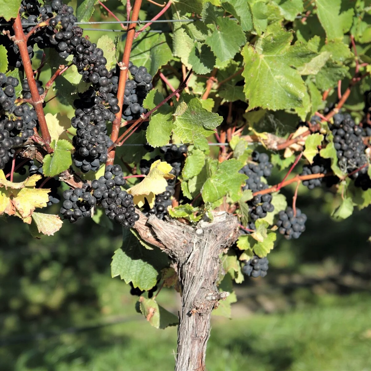 2019 Ward Harvest 1211.JPG