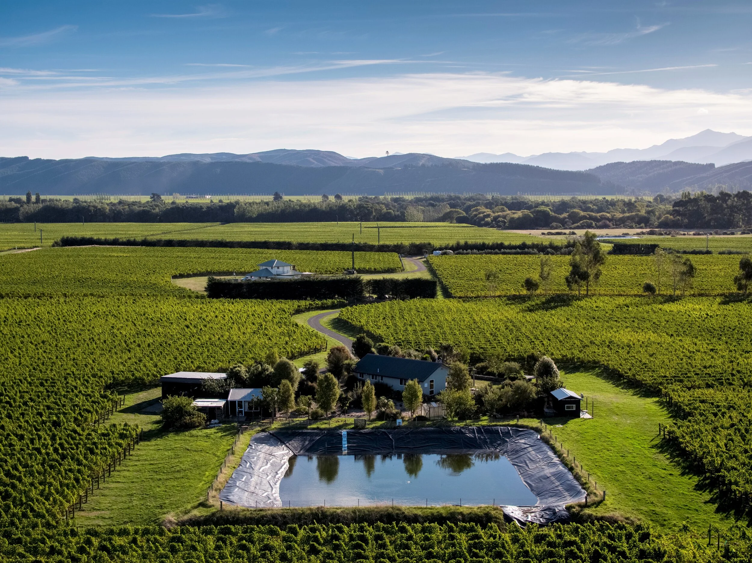 Snapper Rock Vineyard 04.jpg