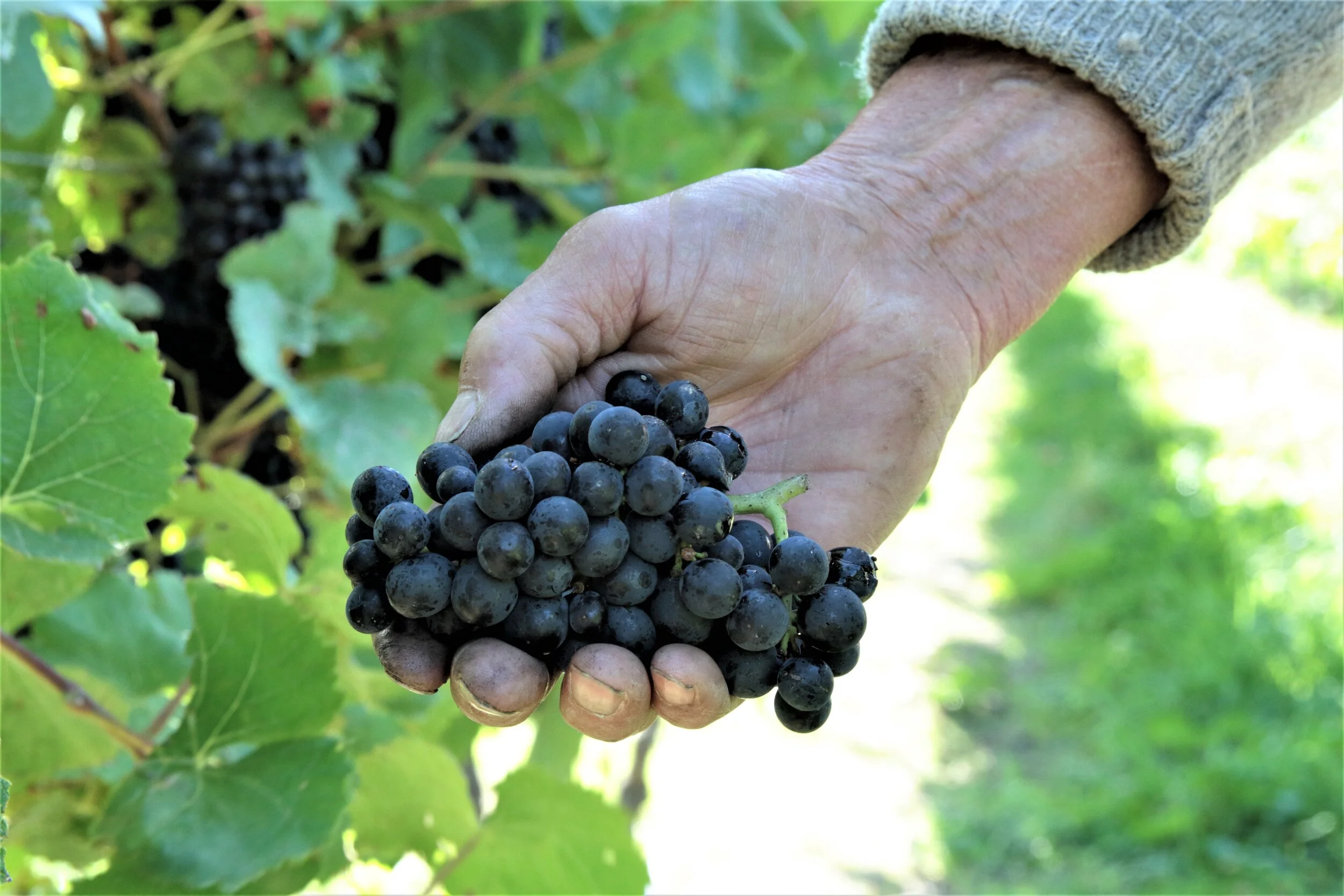 2019 Ward Harvest 1051.JPG