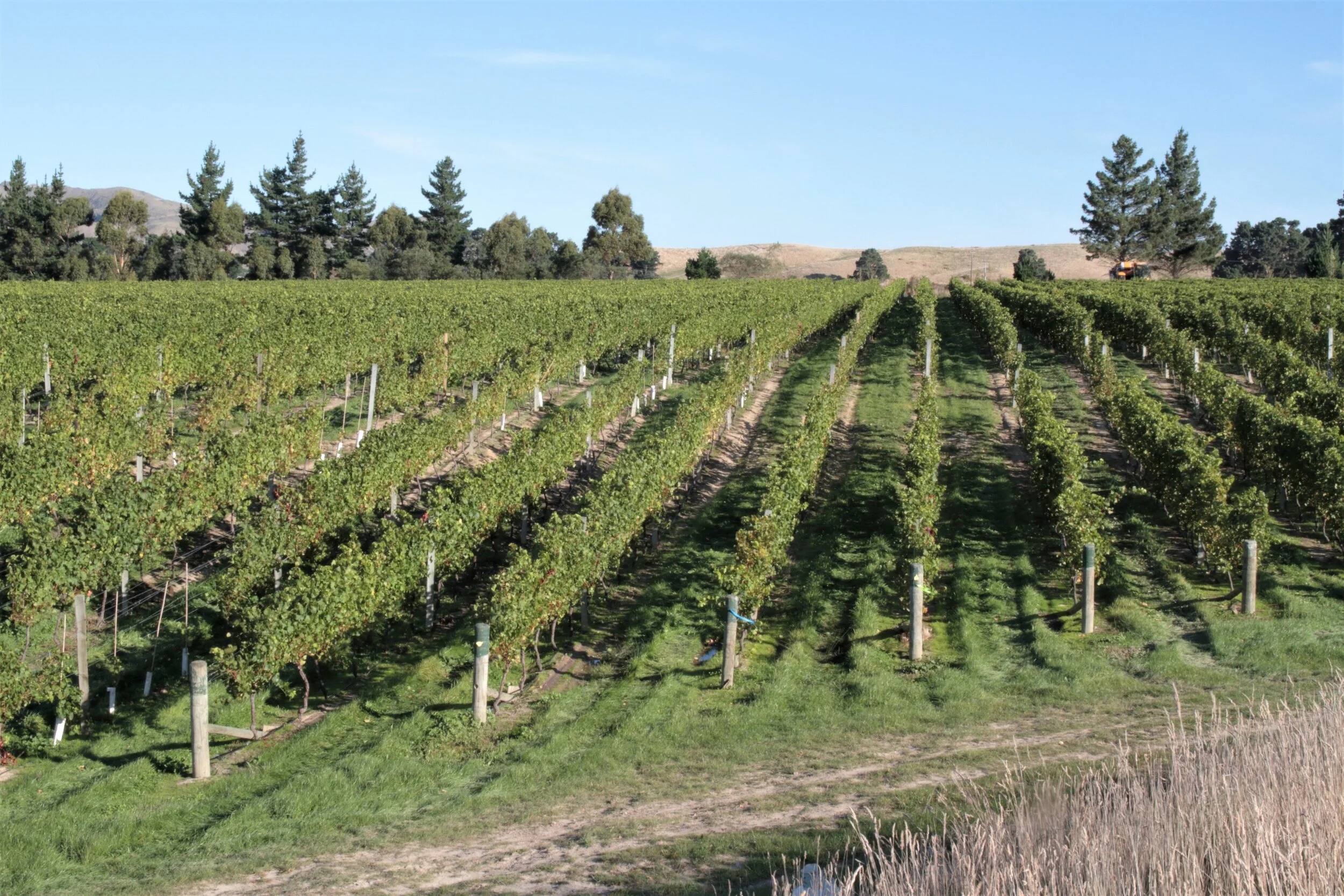 2019 Ward Harvest 1196.JPG