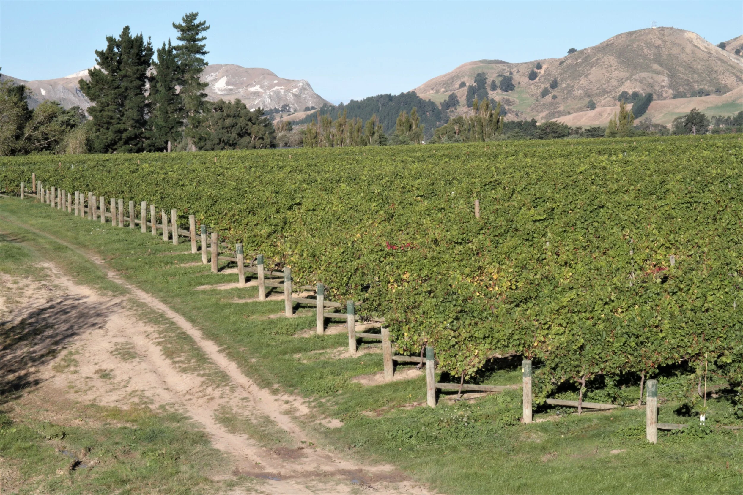 2019 Ward Harvest 1197.JPG