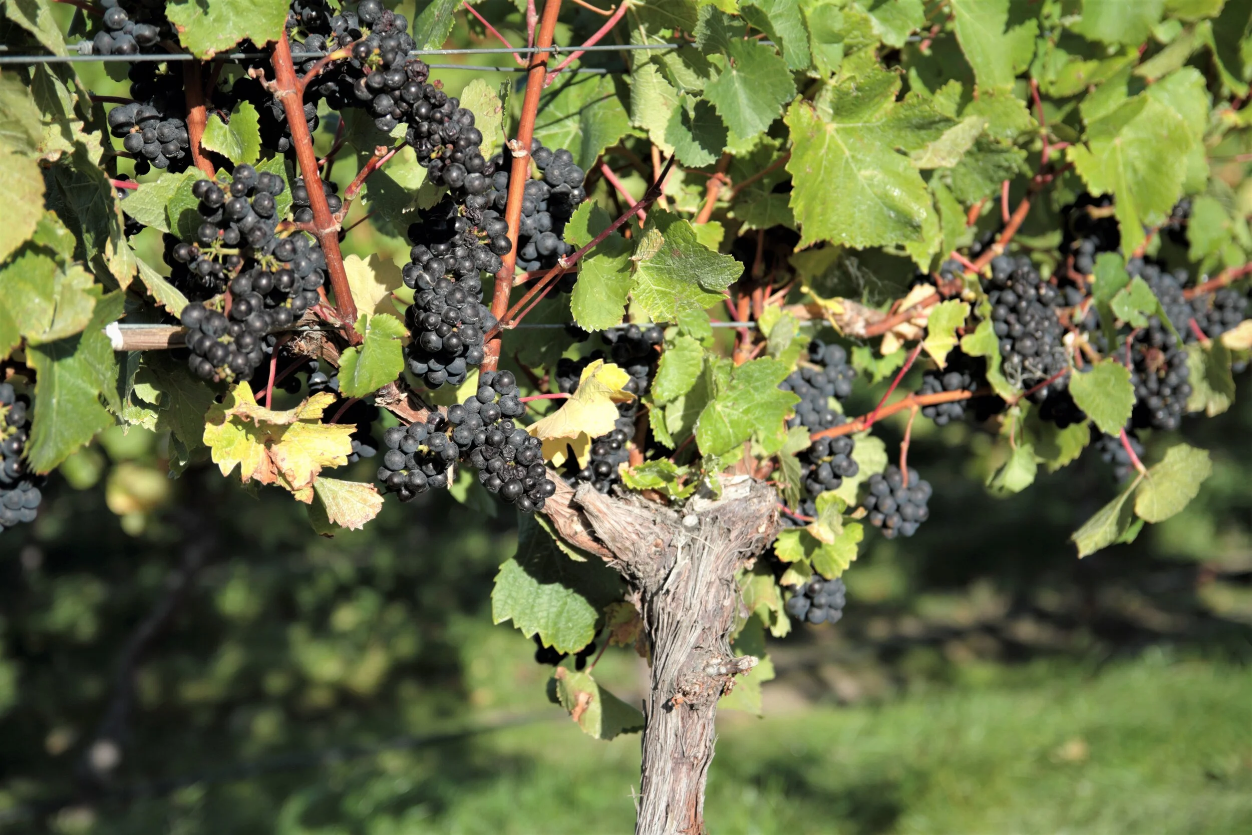 2019 Ward Harvest 1211.JPG