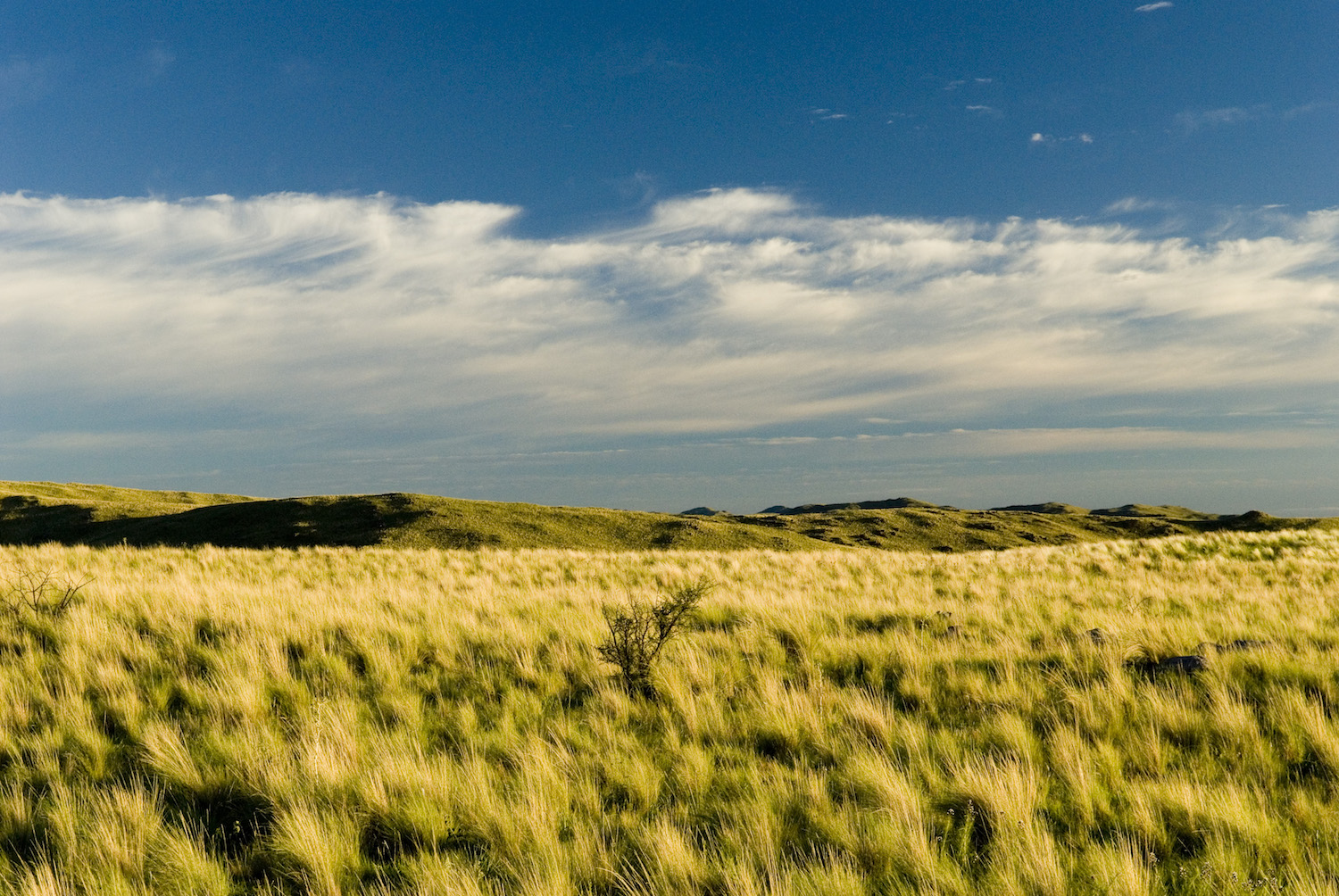 Pampas Grasslands of Córdoba Argentina