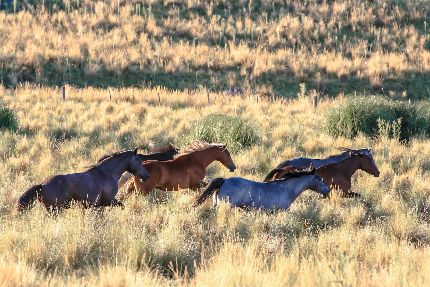 Racing Stallions across the Pampas in Argentina