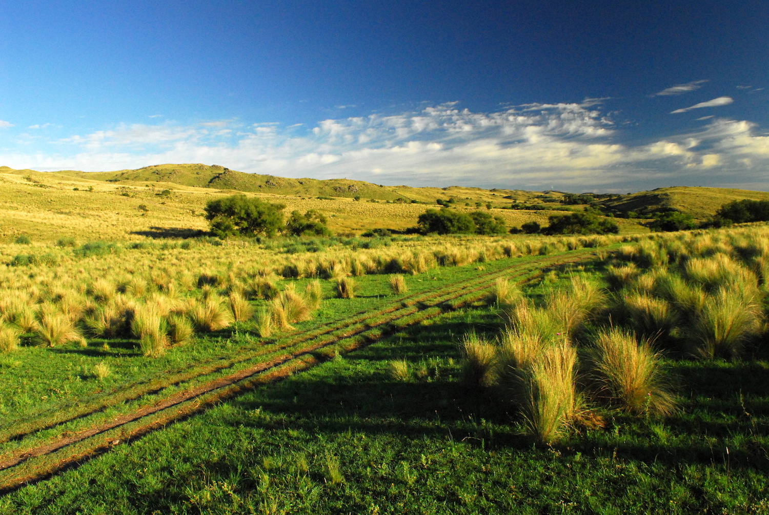 Grasslands of Rural Argentina