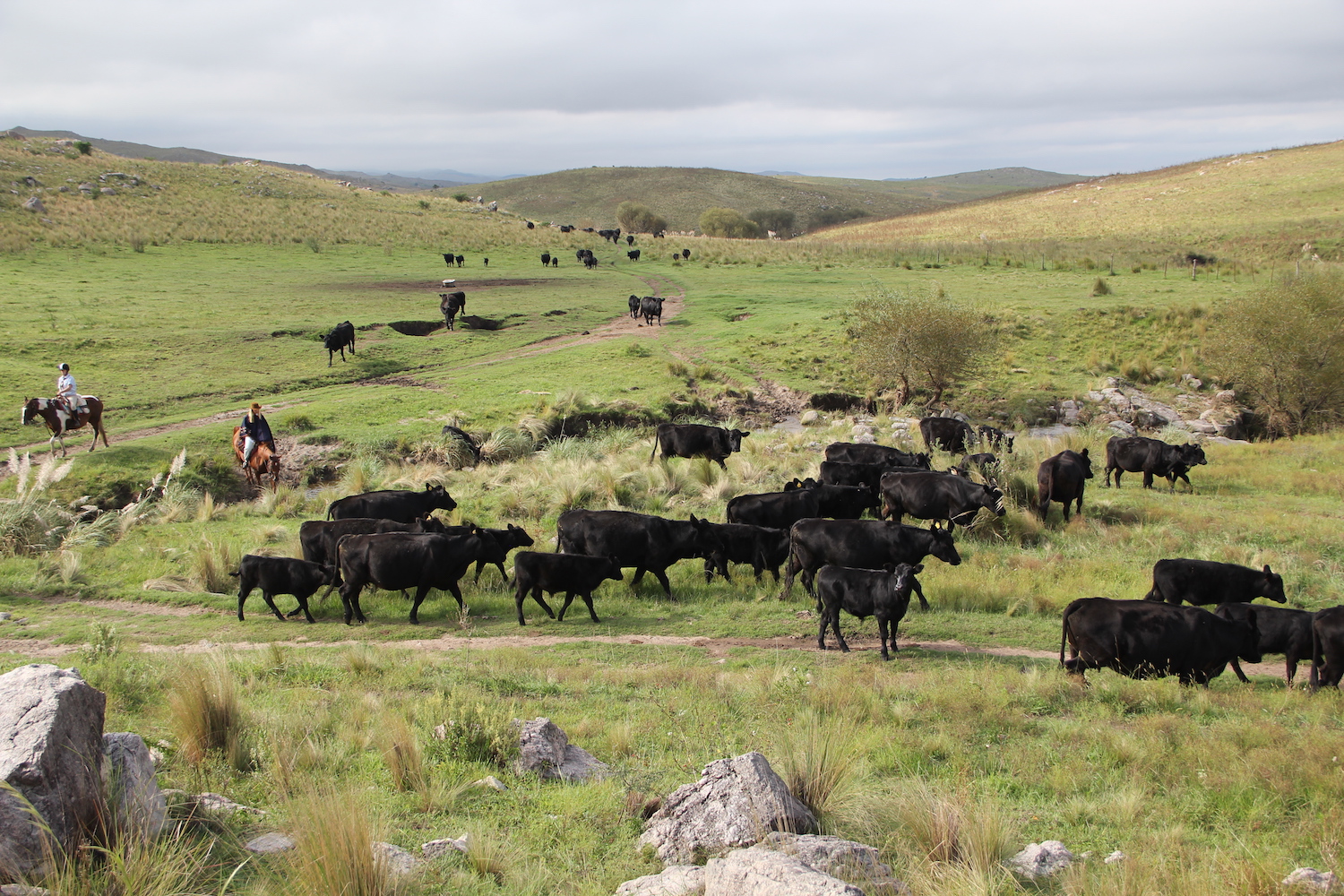 Gauchos herding the cattle at Los Potreros