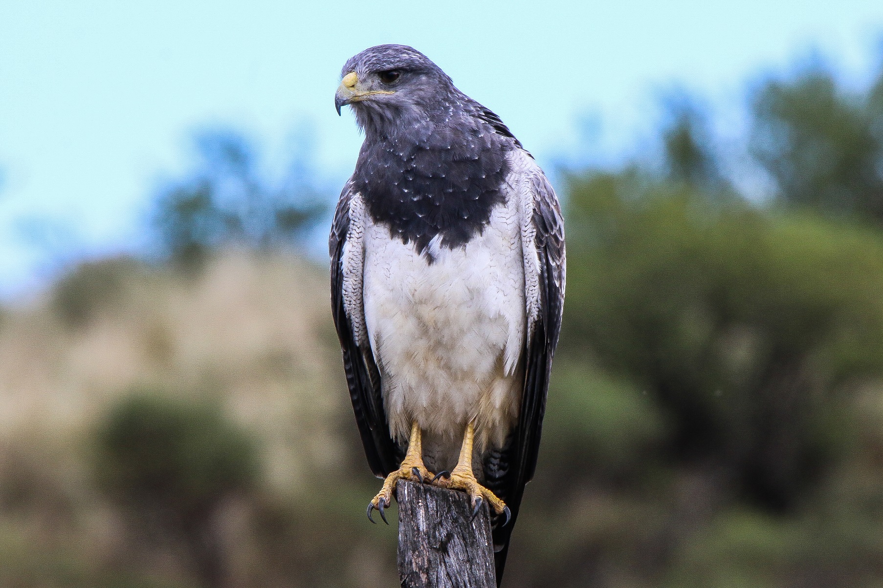 Black chested buzzard eagle (1 of 1)-2.jpg