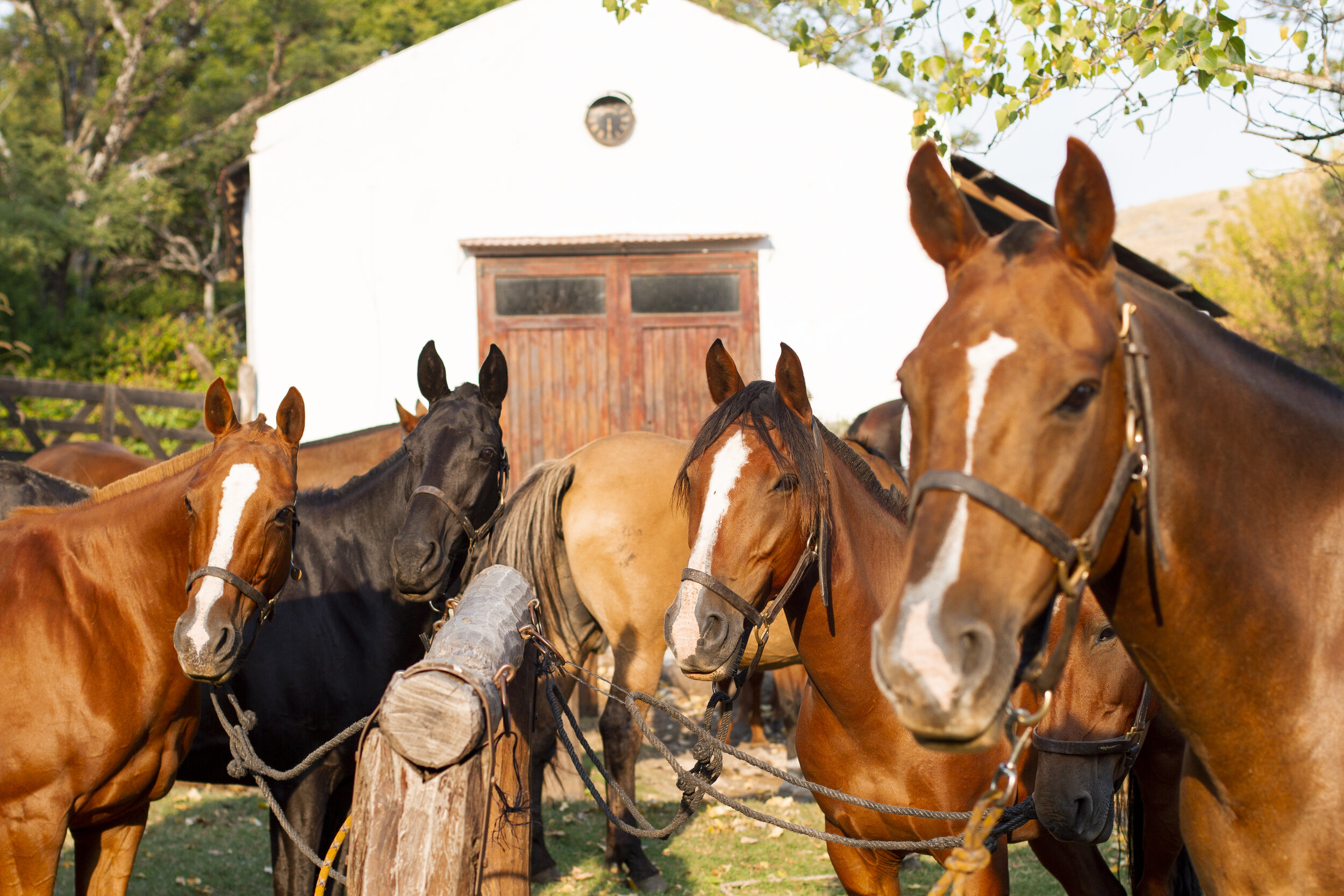 Horses Waiting on the Pony Line