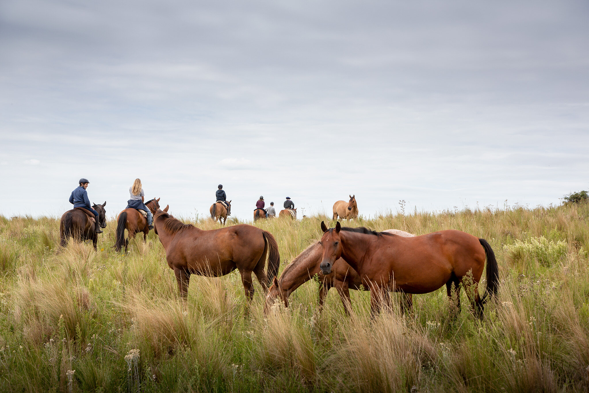 Argentina's Gaucho, Cattle Herding at an Estancia