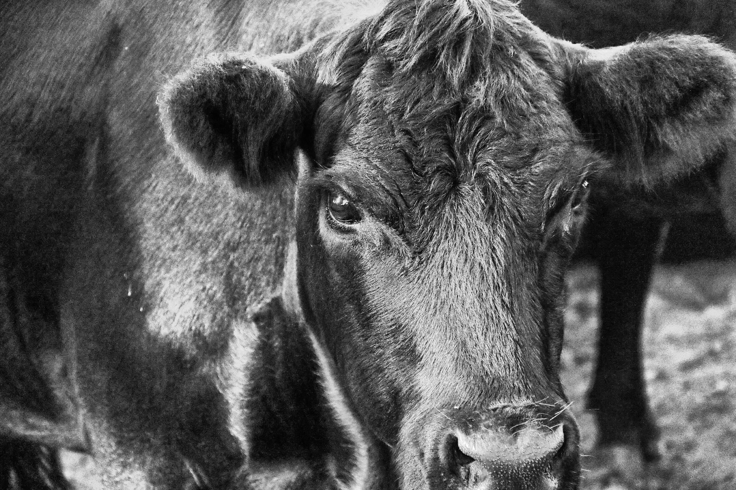 Our Aberdeen Angus Herd