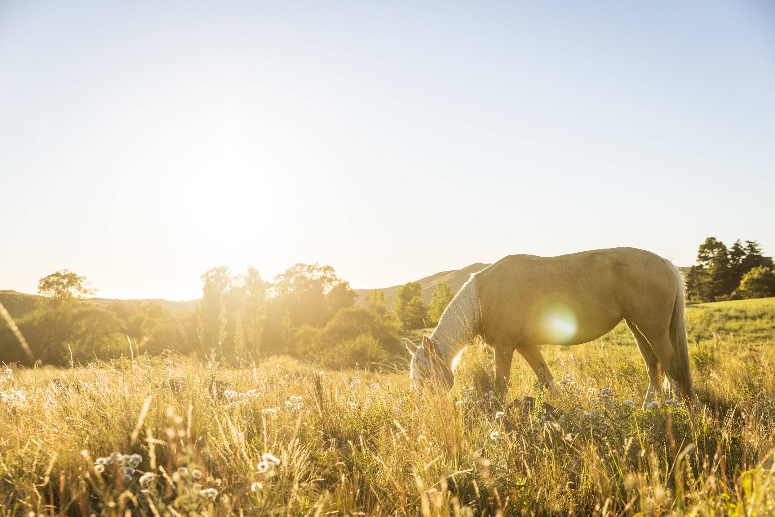 Horse Grazing in the Sunrise