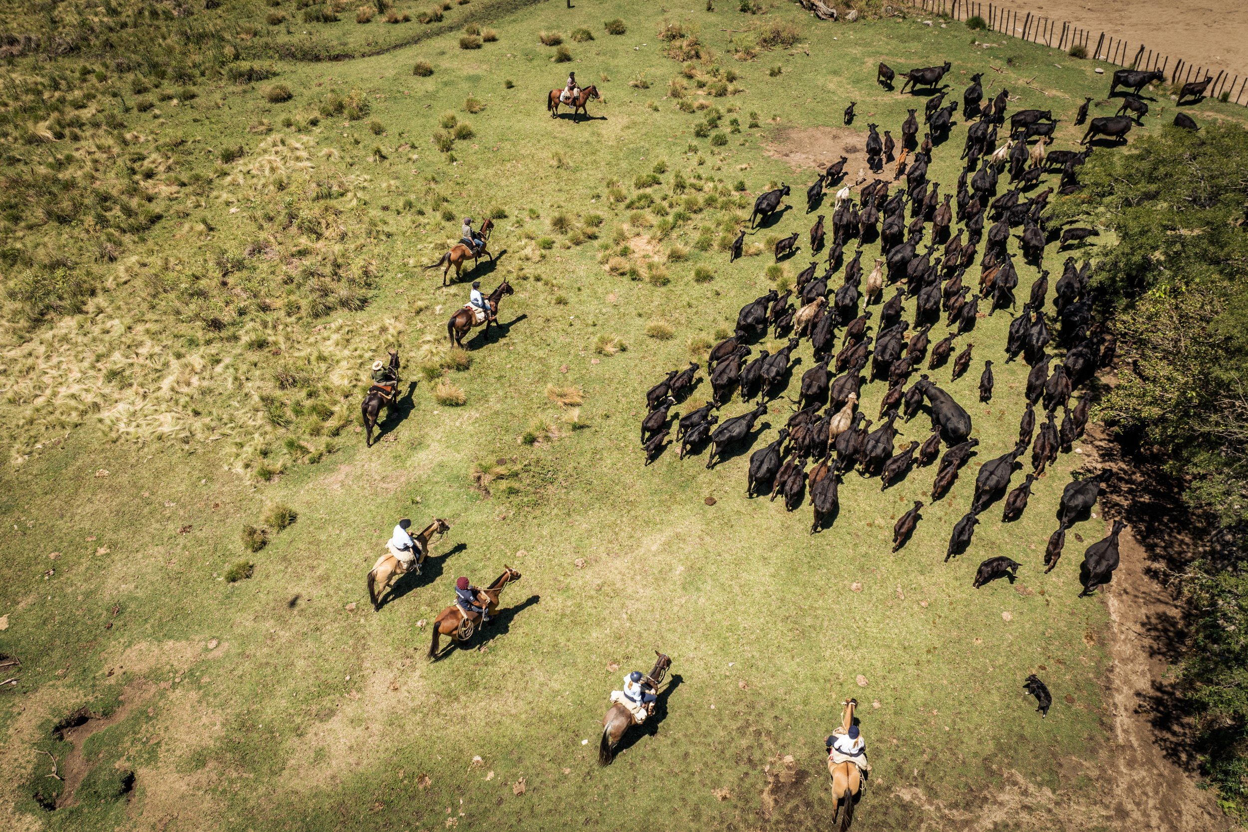 Cattle Herding with the Gauchos