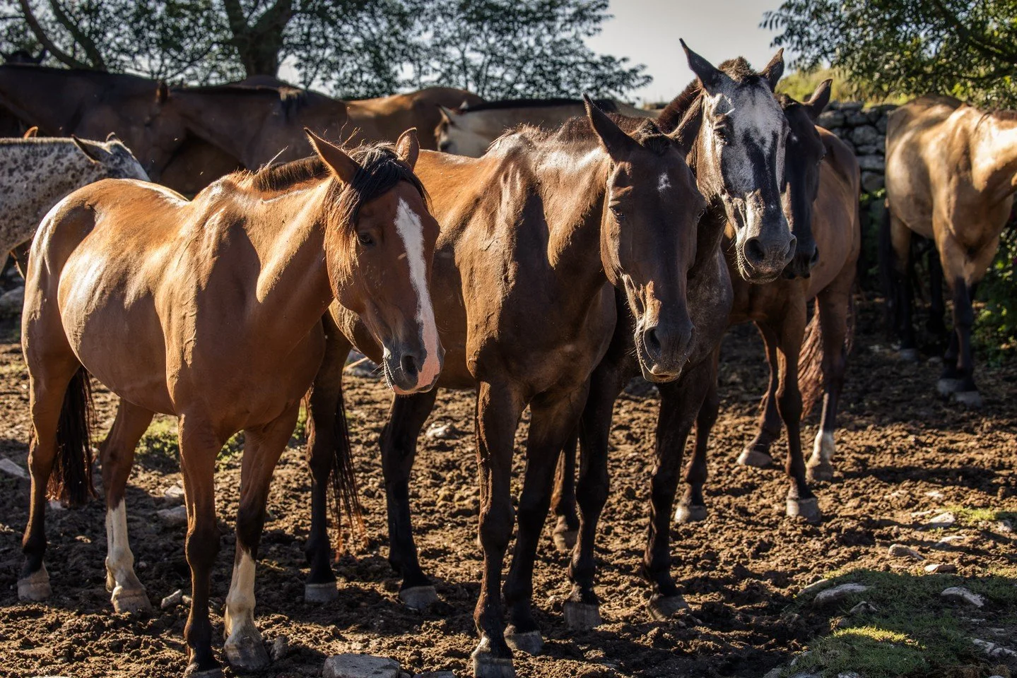 A trio of icons, have you had the chance to ride all three?? 
Photo @anyacampbellphotography
