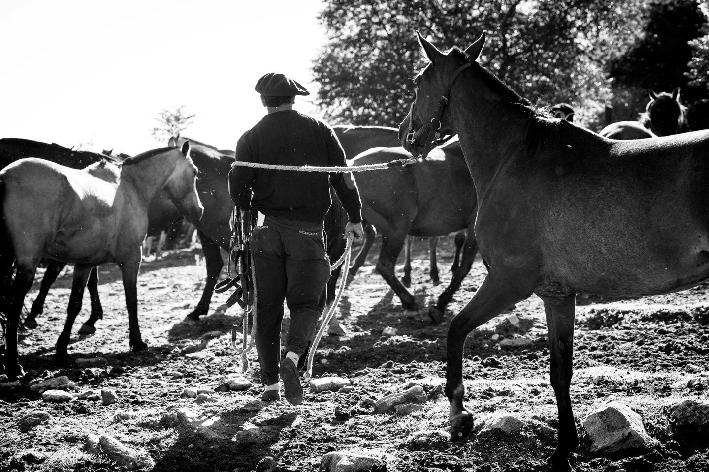 A striking black-and-white moment: a gaucho walking through the horse herd, embodying the calm authority and deep connection that defines life on the estancia. Every step reflects skill, patience, and the timeless bond between rider and horse. 🐴🤍