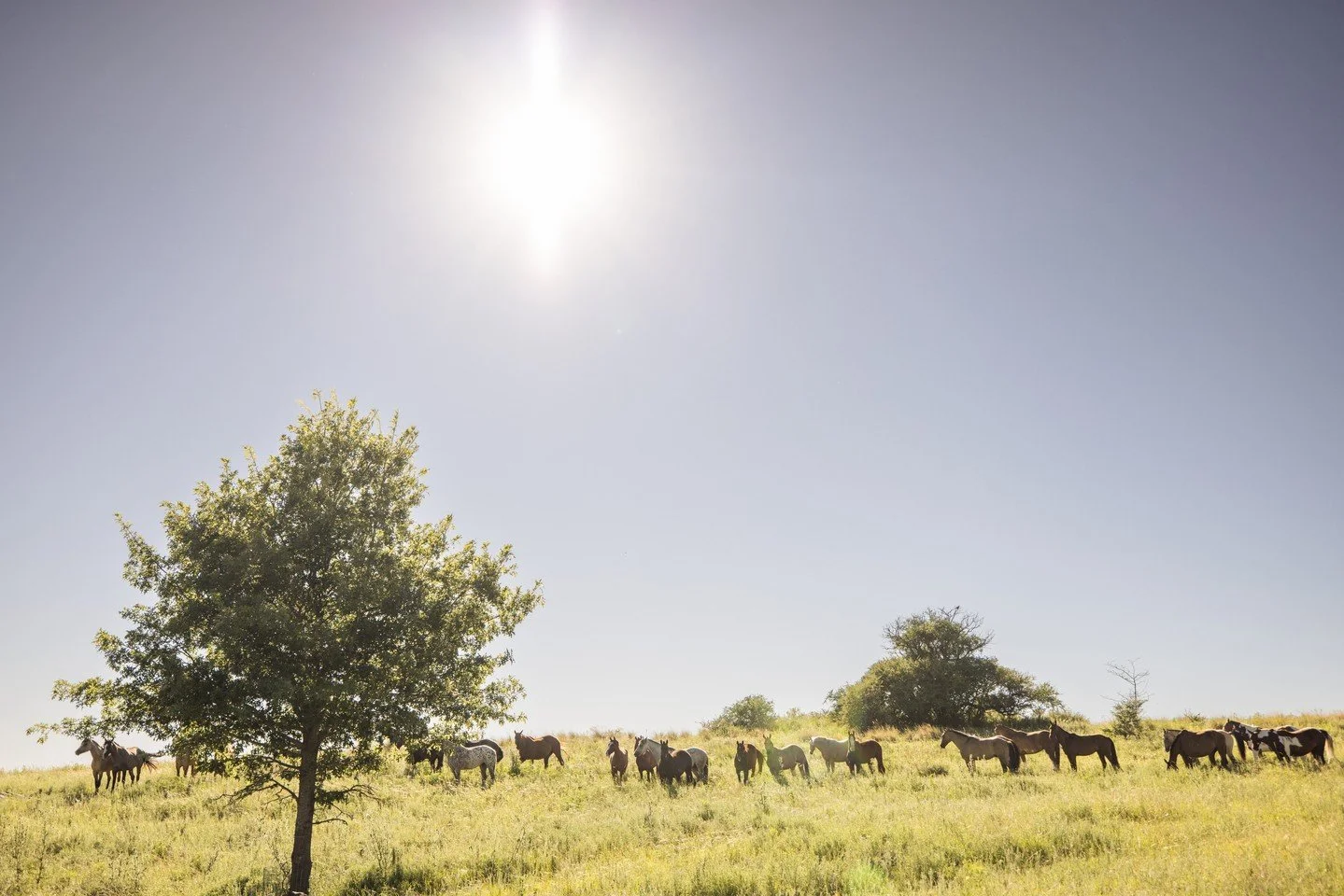Early morning light casts a golden glow as the horses return to the corral, creating a serene and timeless scene. The soft shadows, gentle colors, and quiet energy capture the beauty and rhythm of life at Los Potreros. 
Photo - @anyacampbellphotog