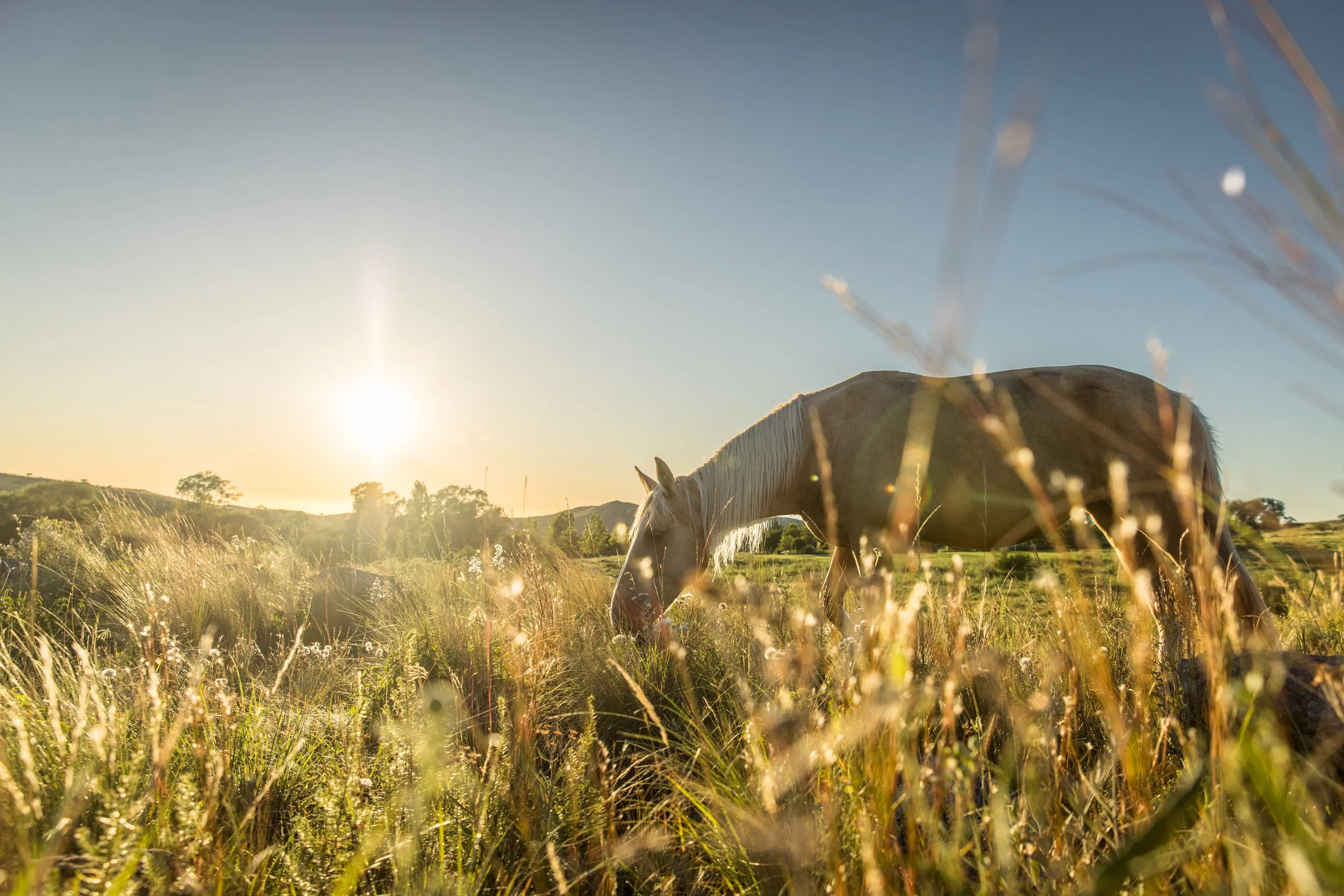 Meet Flamenco: The Newest Member of Our Family!