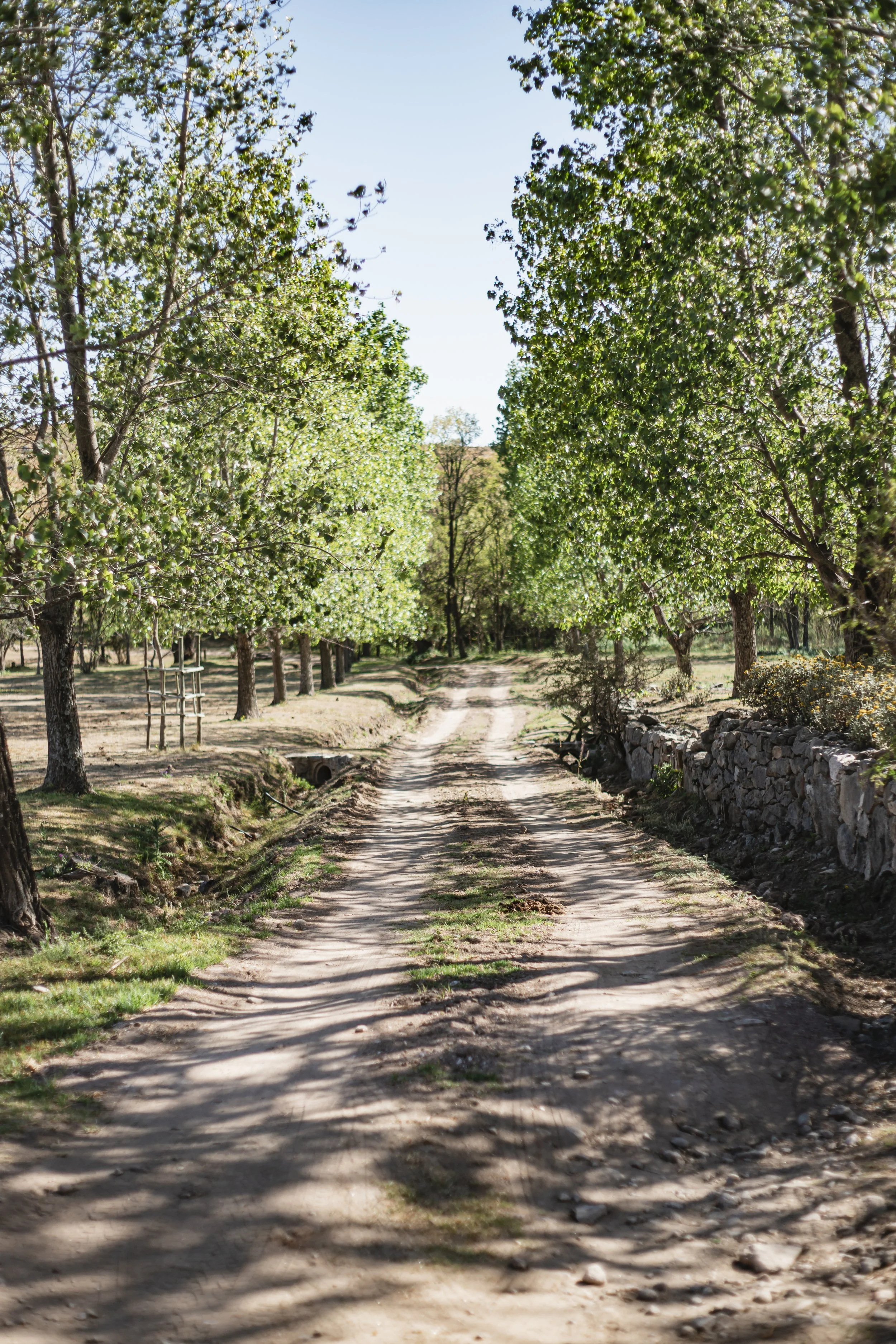 Beyond the Saddle: Walking at Los Potreros
