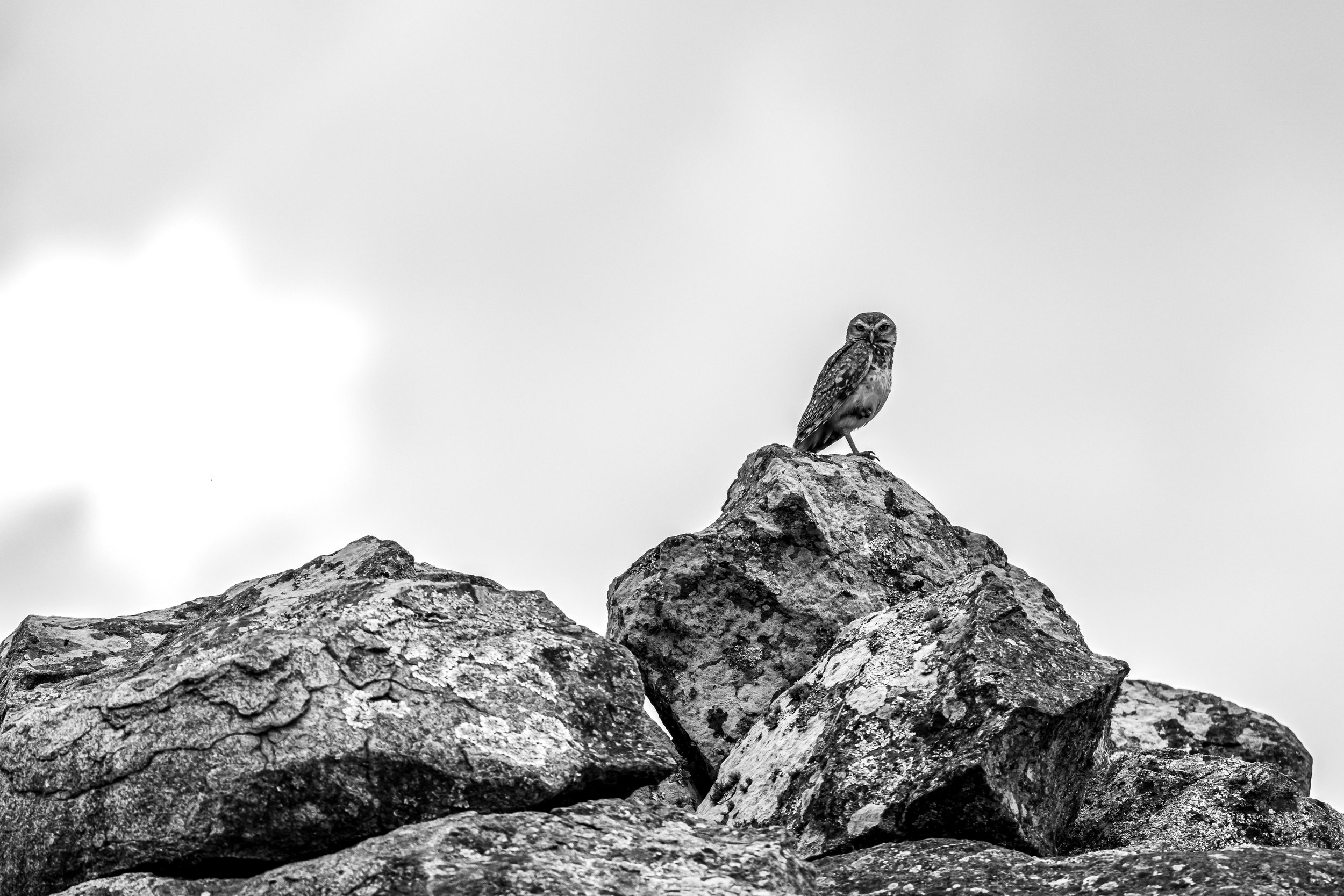 Autumn Birdlife in the Sierras Chicas