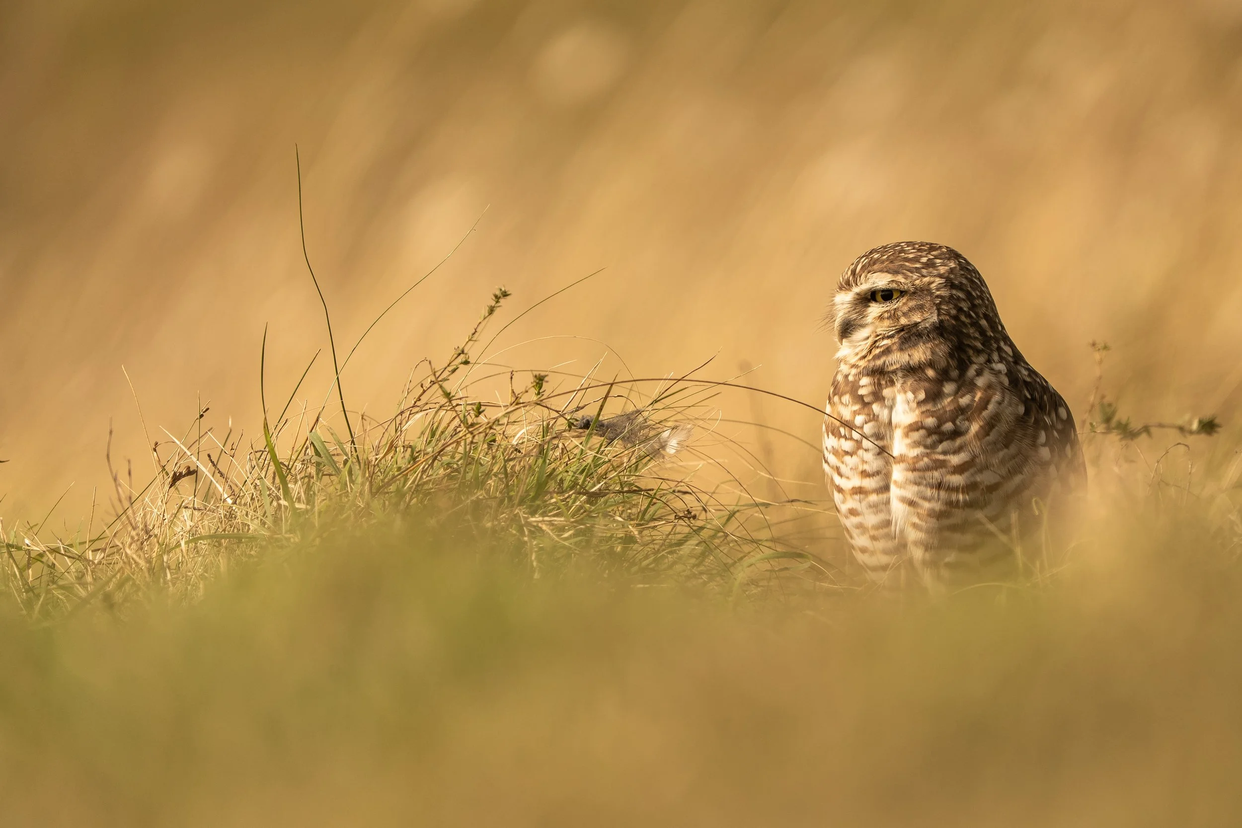 LECHUCITA DE LAS VIZCACHERAS (7).jpg