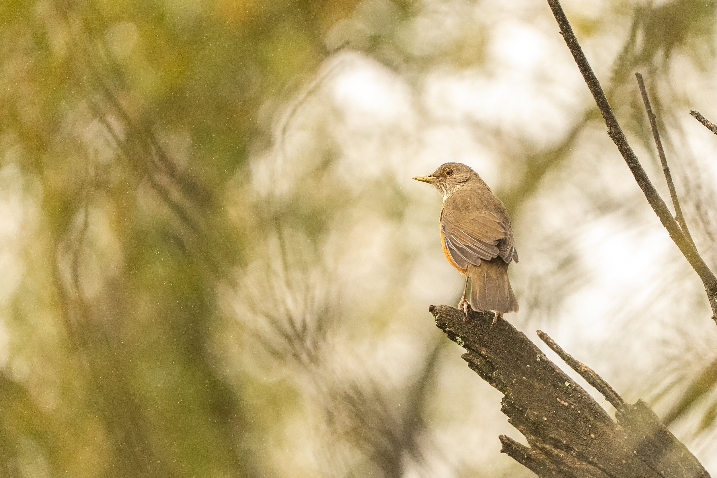 ZORZAL COLORADO (1).jpg