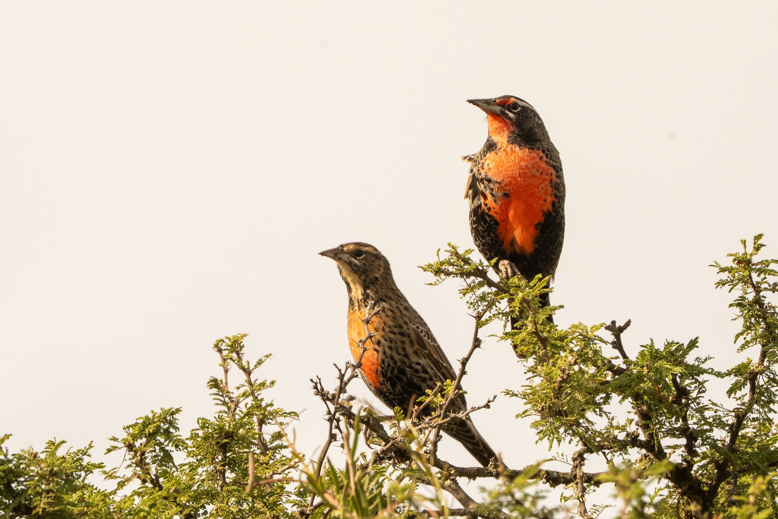 The Loica: A Bird of the Sierras