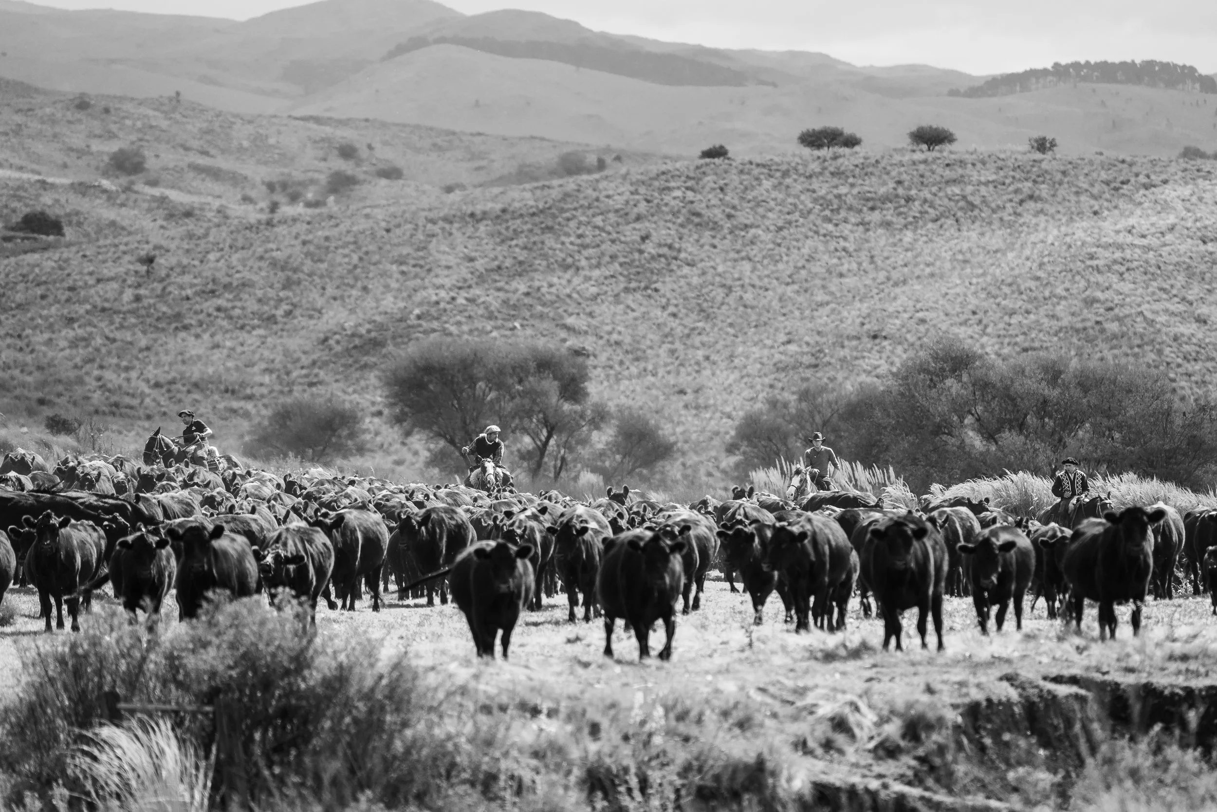 Another Year at the Cattle Sales