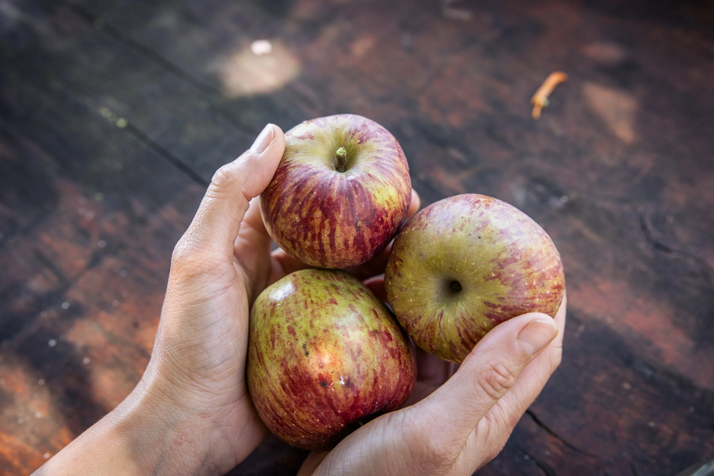 From the Garden to the Pantry