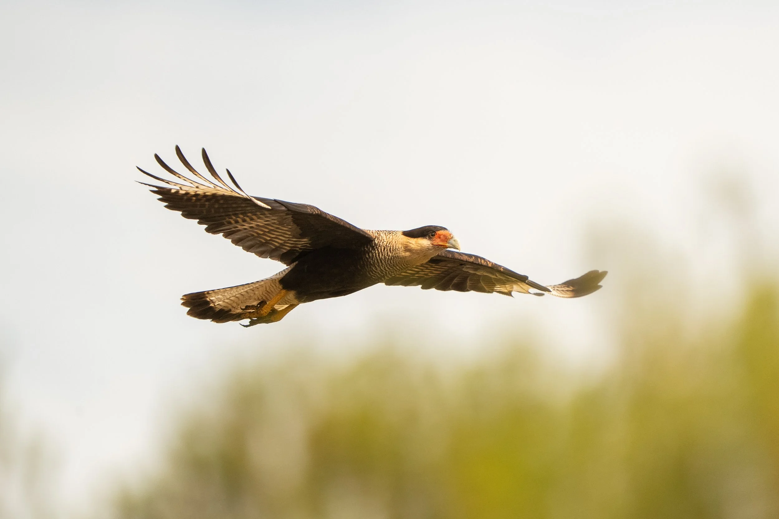 Winter on the Estancia: Quiet Skies and Silent Hunters