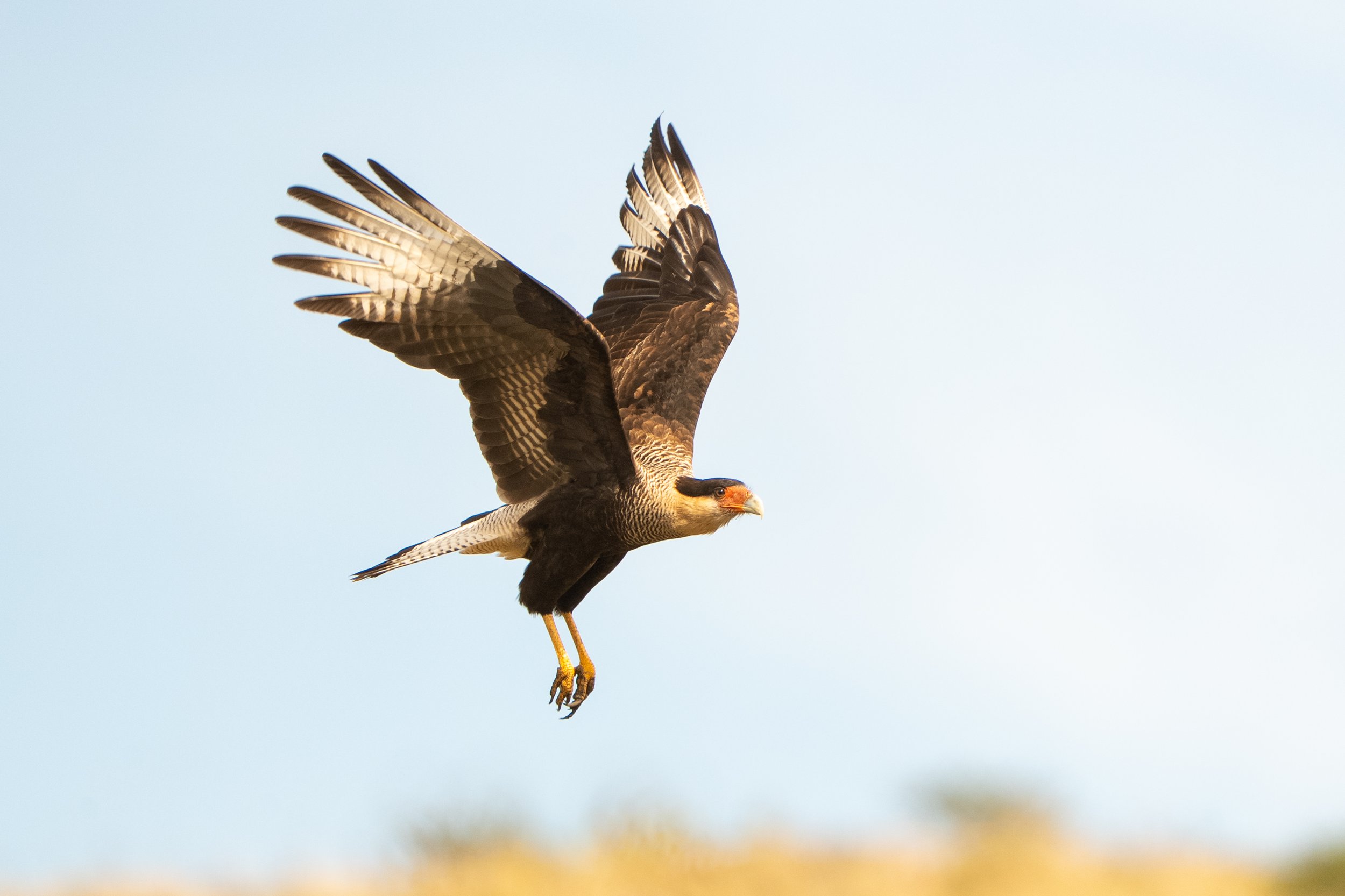 Crested Caracaras on the Estancia: The Clever Guardians of the Open Fields