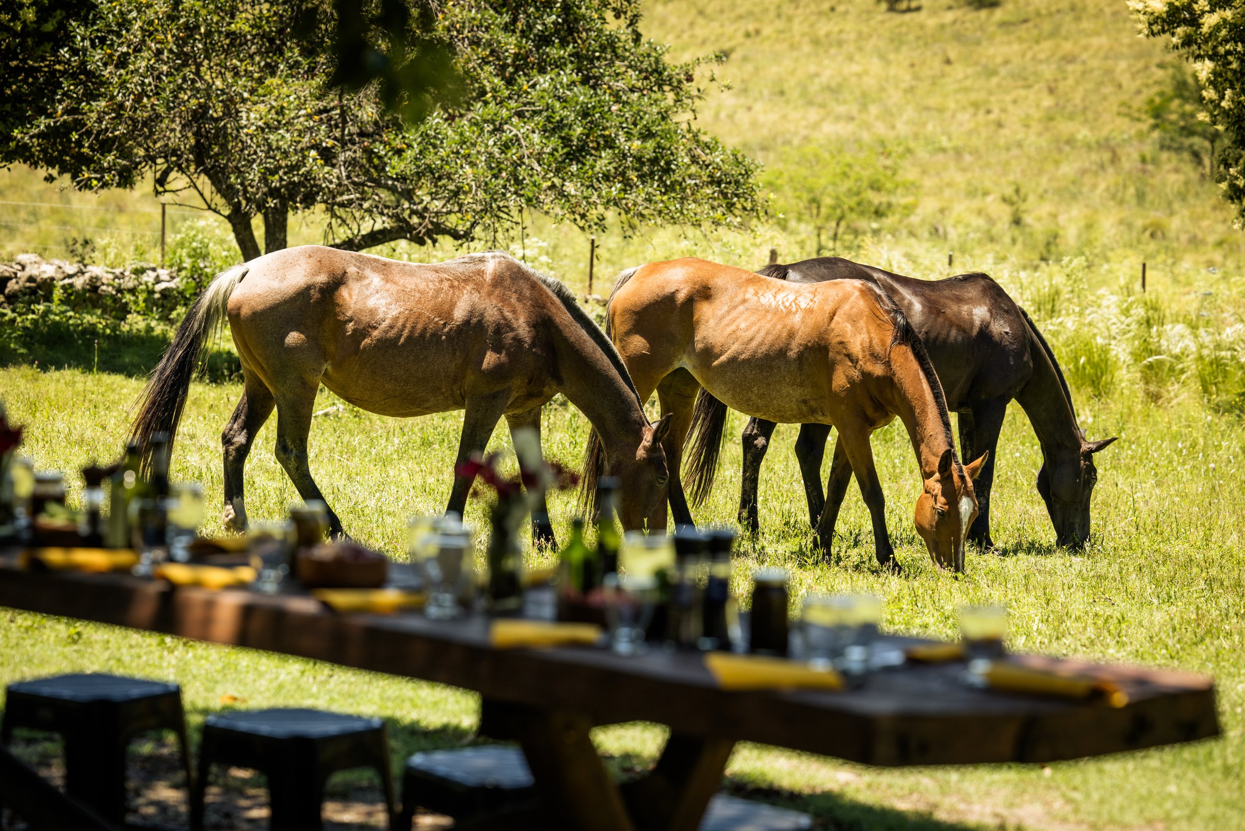 A Picnic, Los Potreros Style