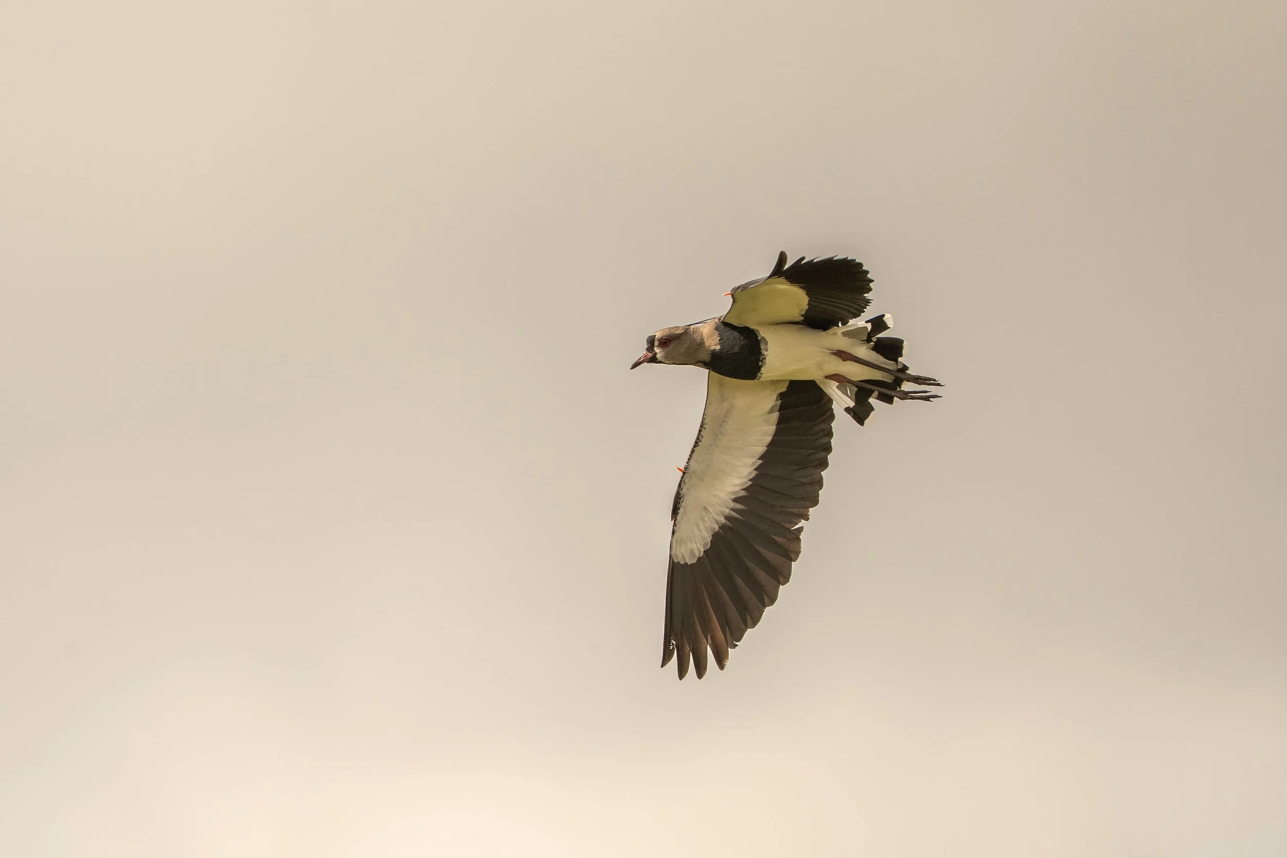 The Remarkable Birdlife of Córdoba: A Hidden Paradise for Birdwatchers