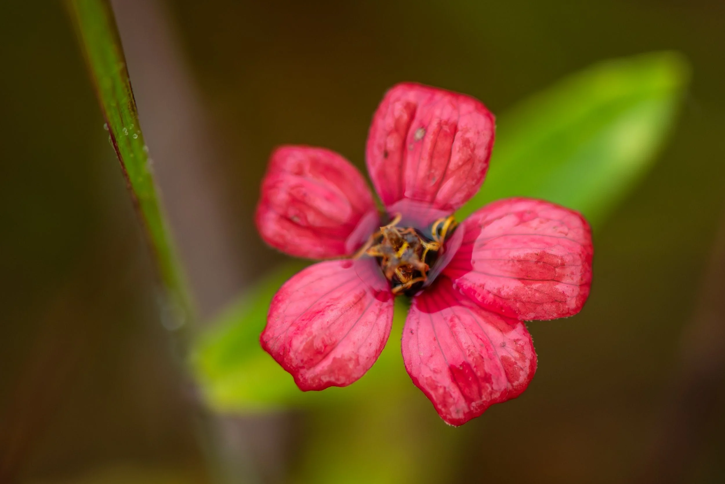 Flowers of the Sierras Chicas: Colour, Wild Beauty, and the Bloom of Zinnias