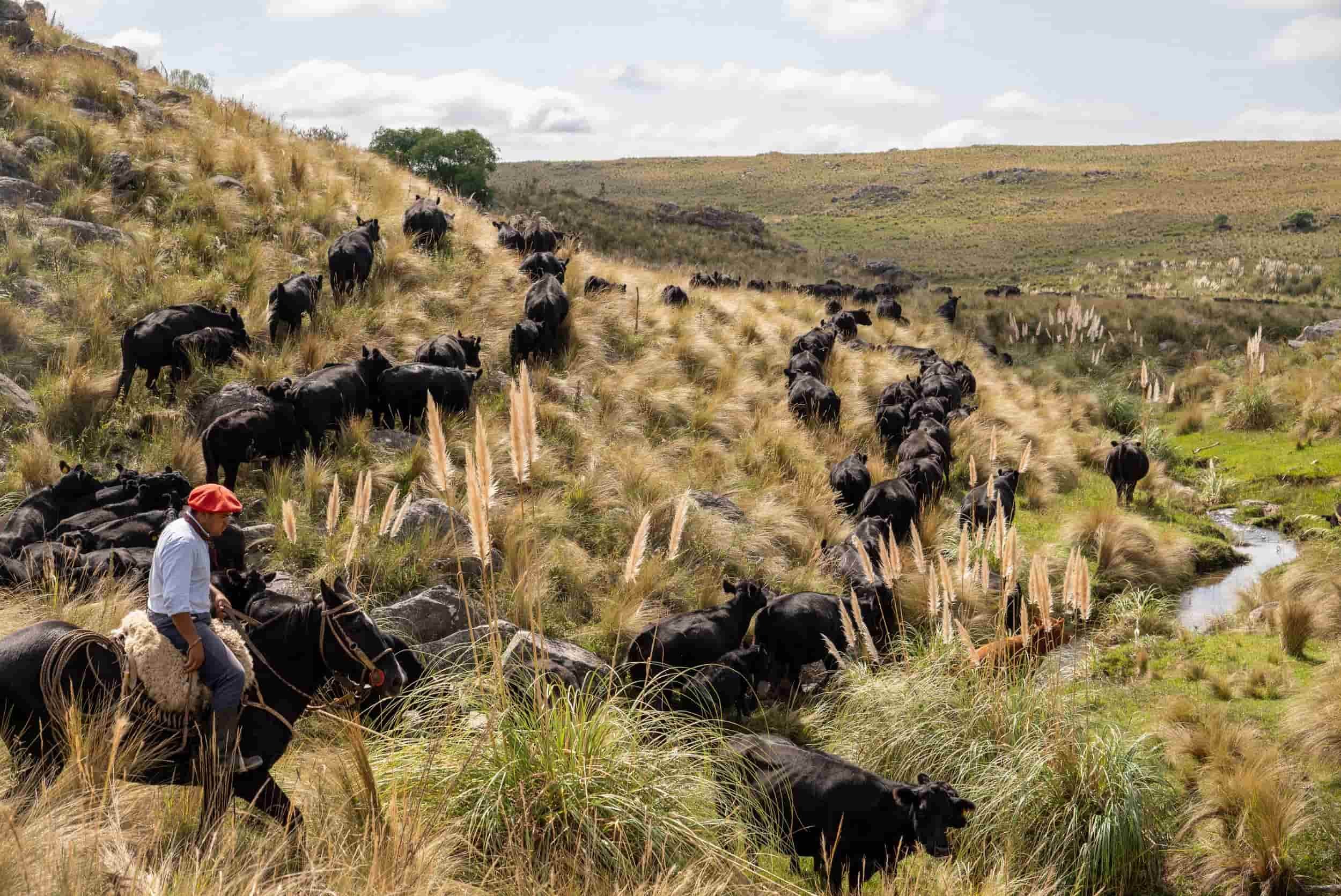 Guardians of Argentine Pride: Keeping Gaucho Culture Alive