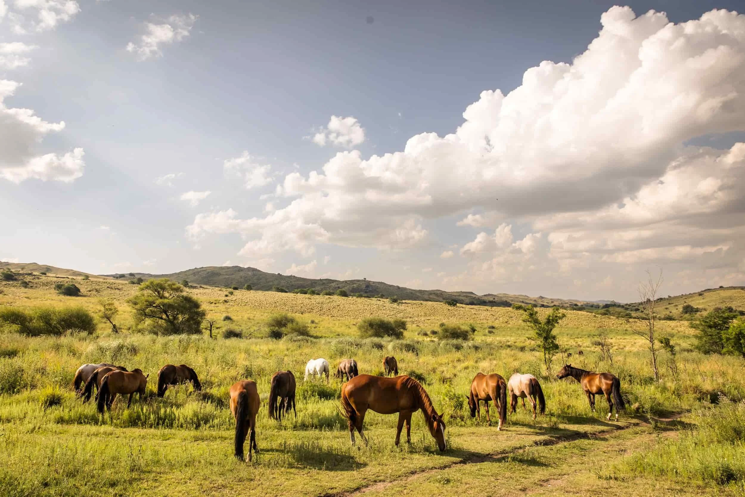 Horses Grazing