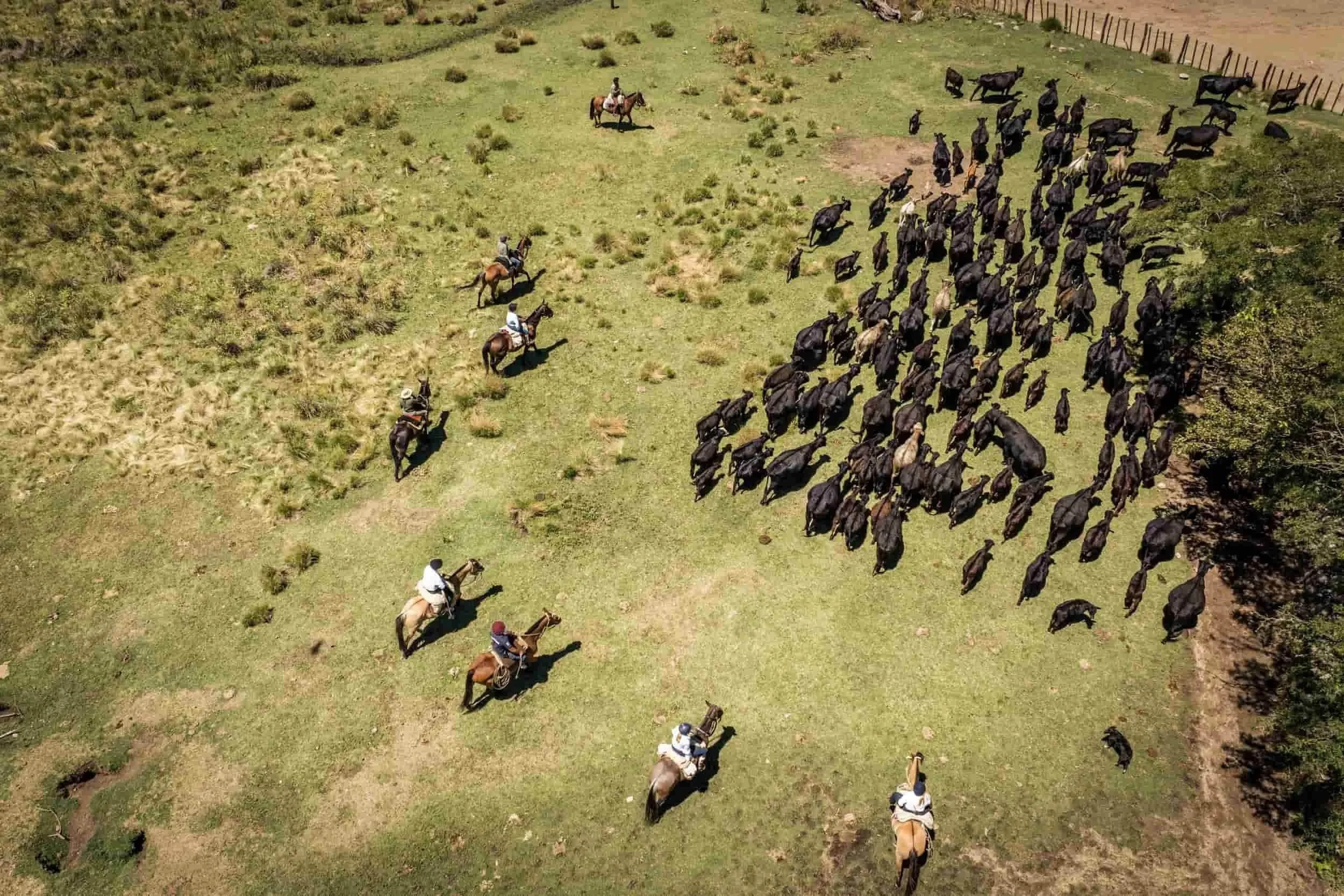 Cattle Herding with the Gauchos