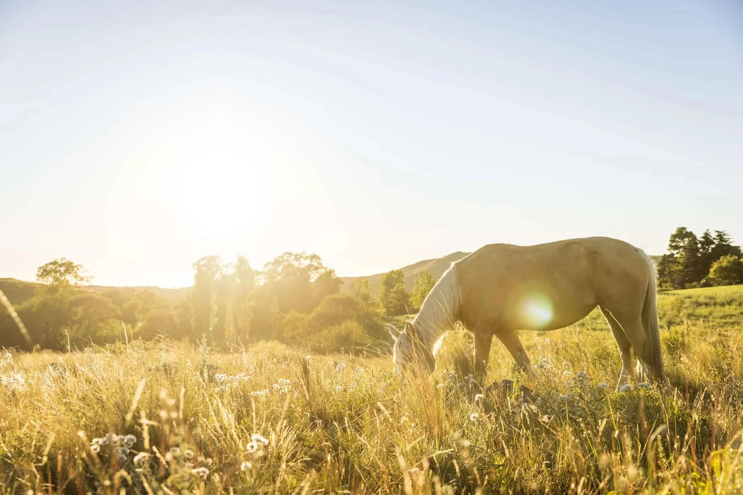 Horse Grazing in the Sunrise