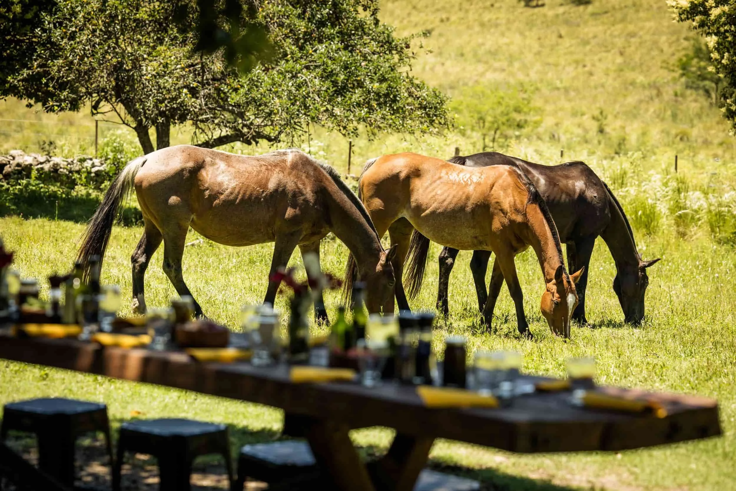 Argentine Picnic Lunches: Estancia Life in the Open Air