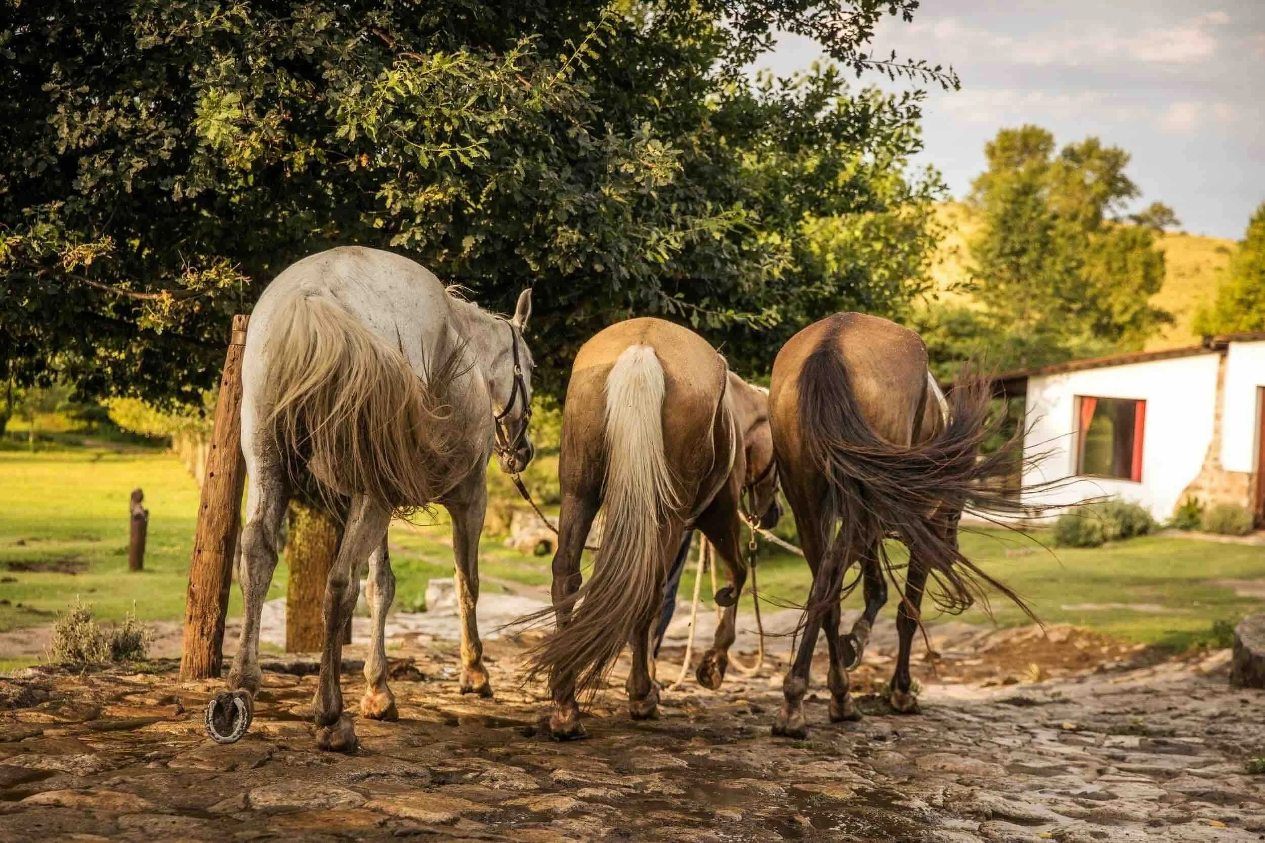 Meet Baloo, Borges and Mandarina, Our New Horses