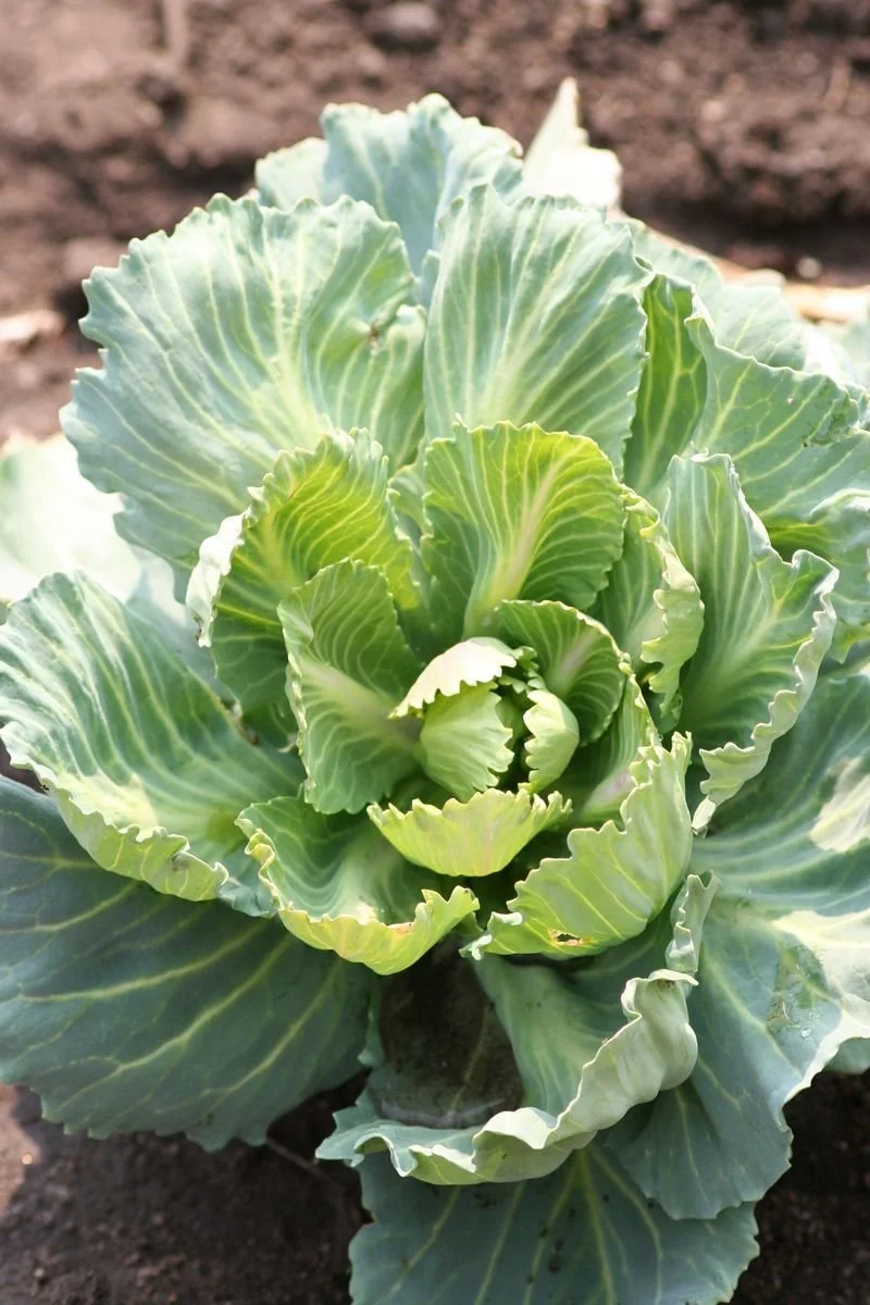 Farm to Table: Sustainability in Our Kitchen