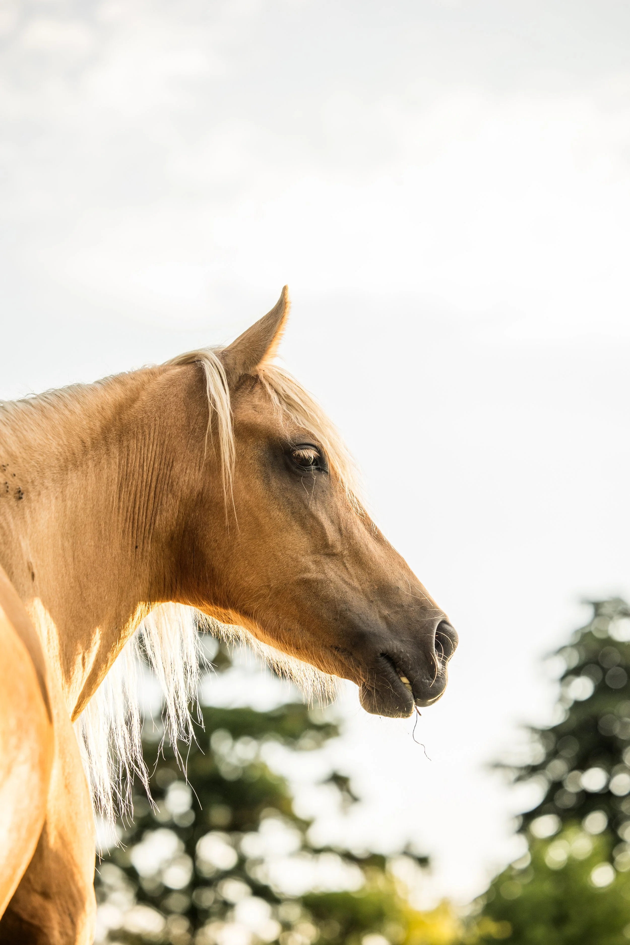 An Exciting Update to Our Horse Breeding Program