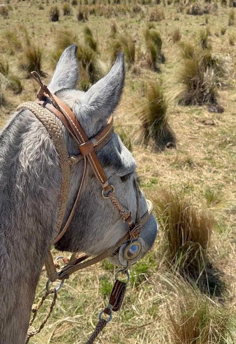 Close-up of a grey horse's head wearing a leather bridle in a grassy field at Estancia Los Potreros