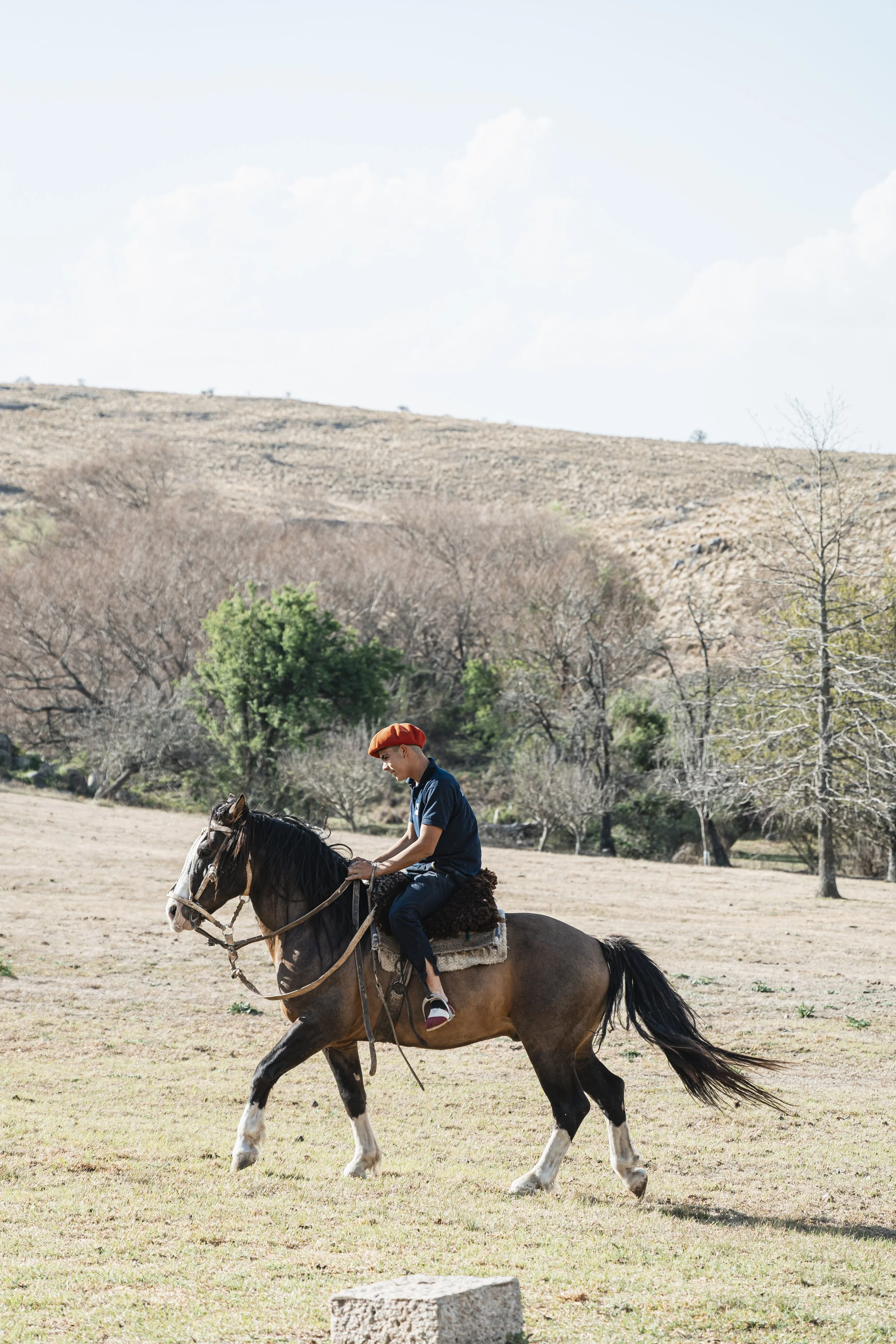 A gaucho riding Criollo Stallion, Pisco Sower